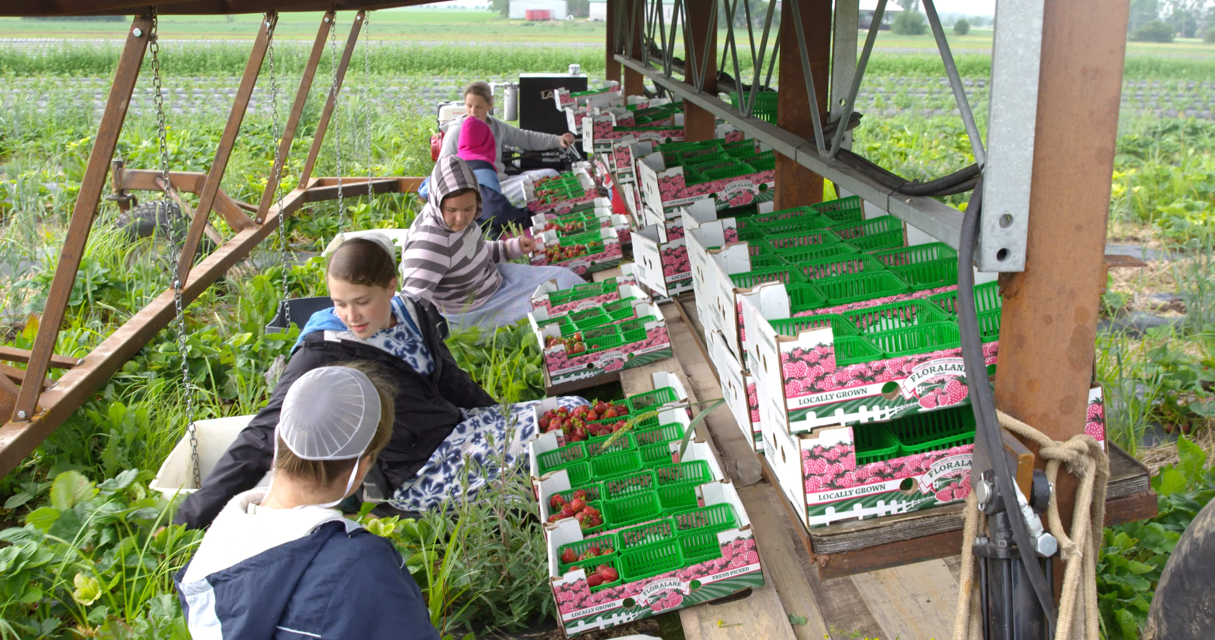The Family Farm