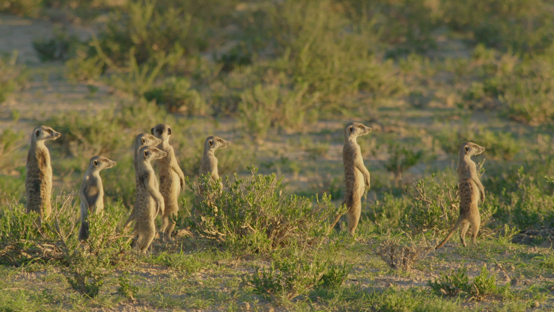 Animal Social Networks