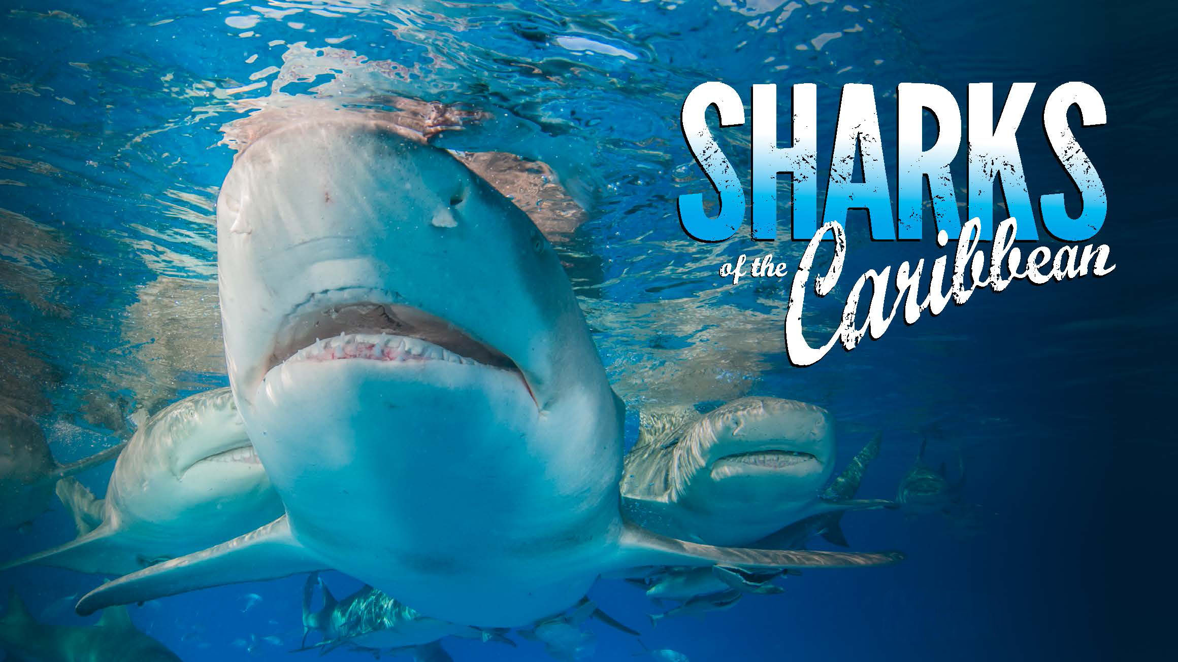 Sharks of the Caribbean