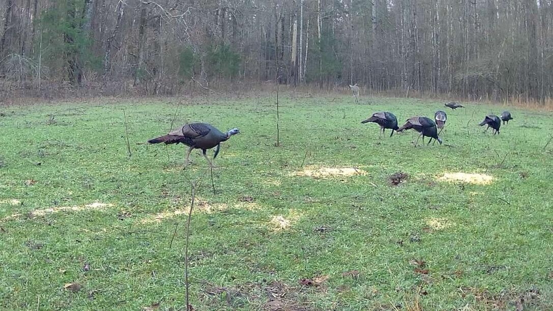 tone Ford Reserve hunting land in Hinds County, MS