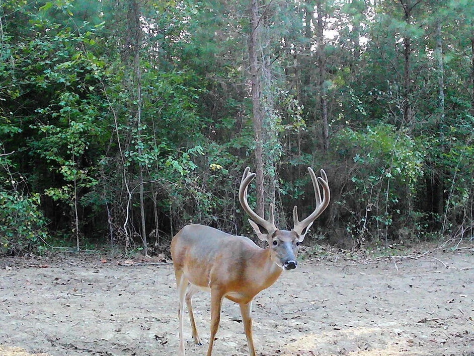 Trophy Hunting Property in Hinds County, MS