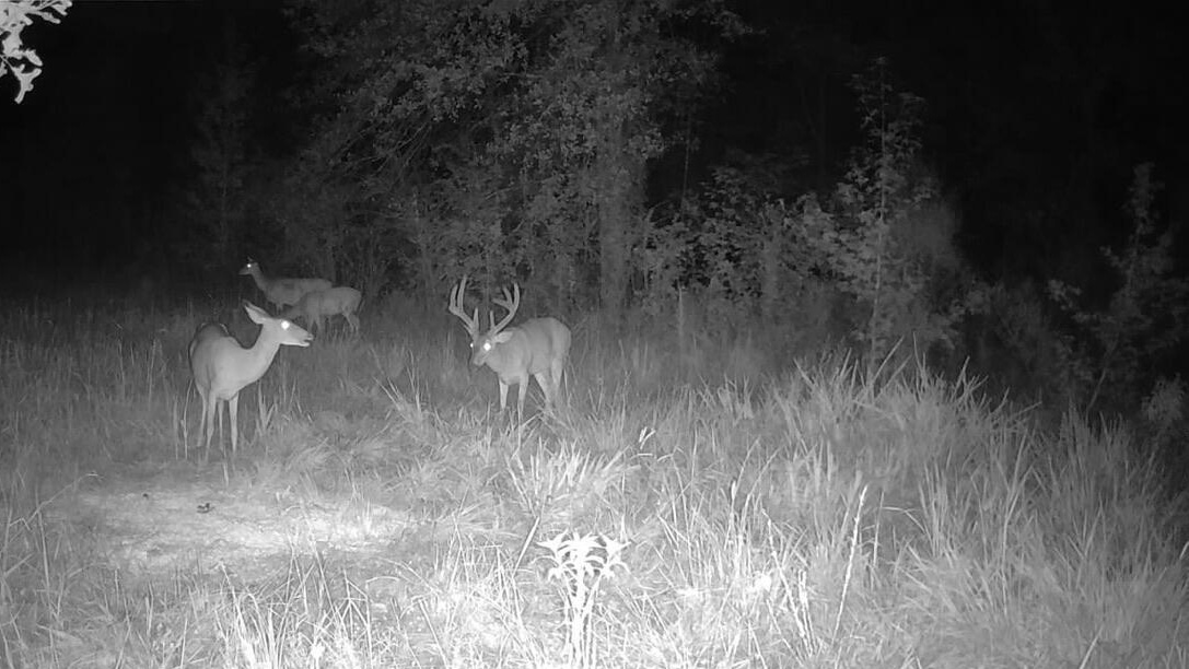 Trophy Deer Hunting Property in Hinds County, MS