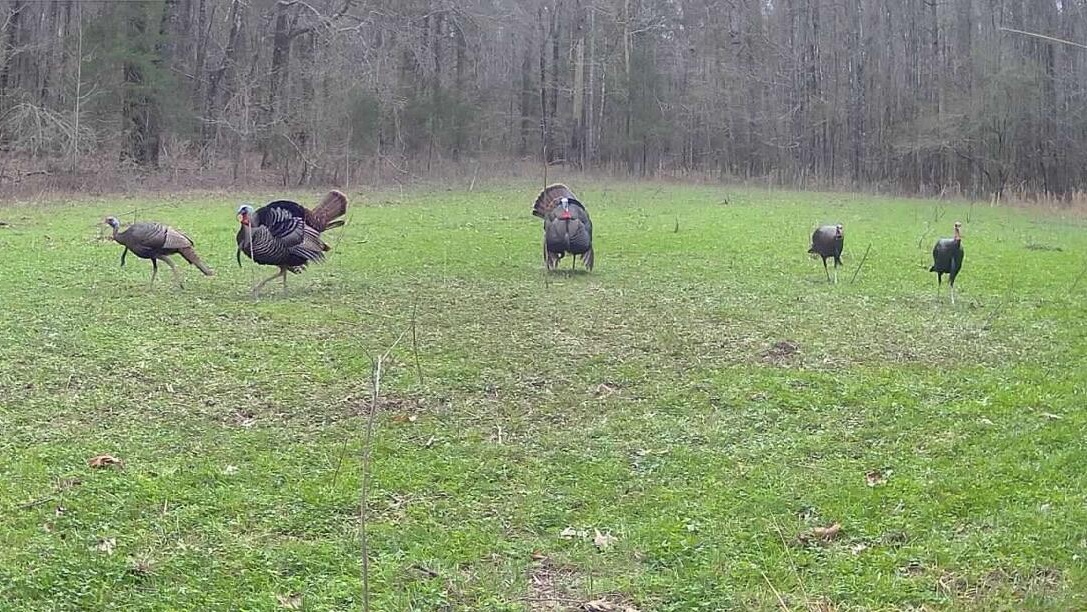 Exceptional Turkey Hunting Hinds County, M