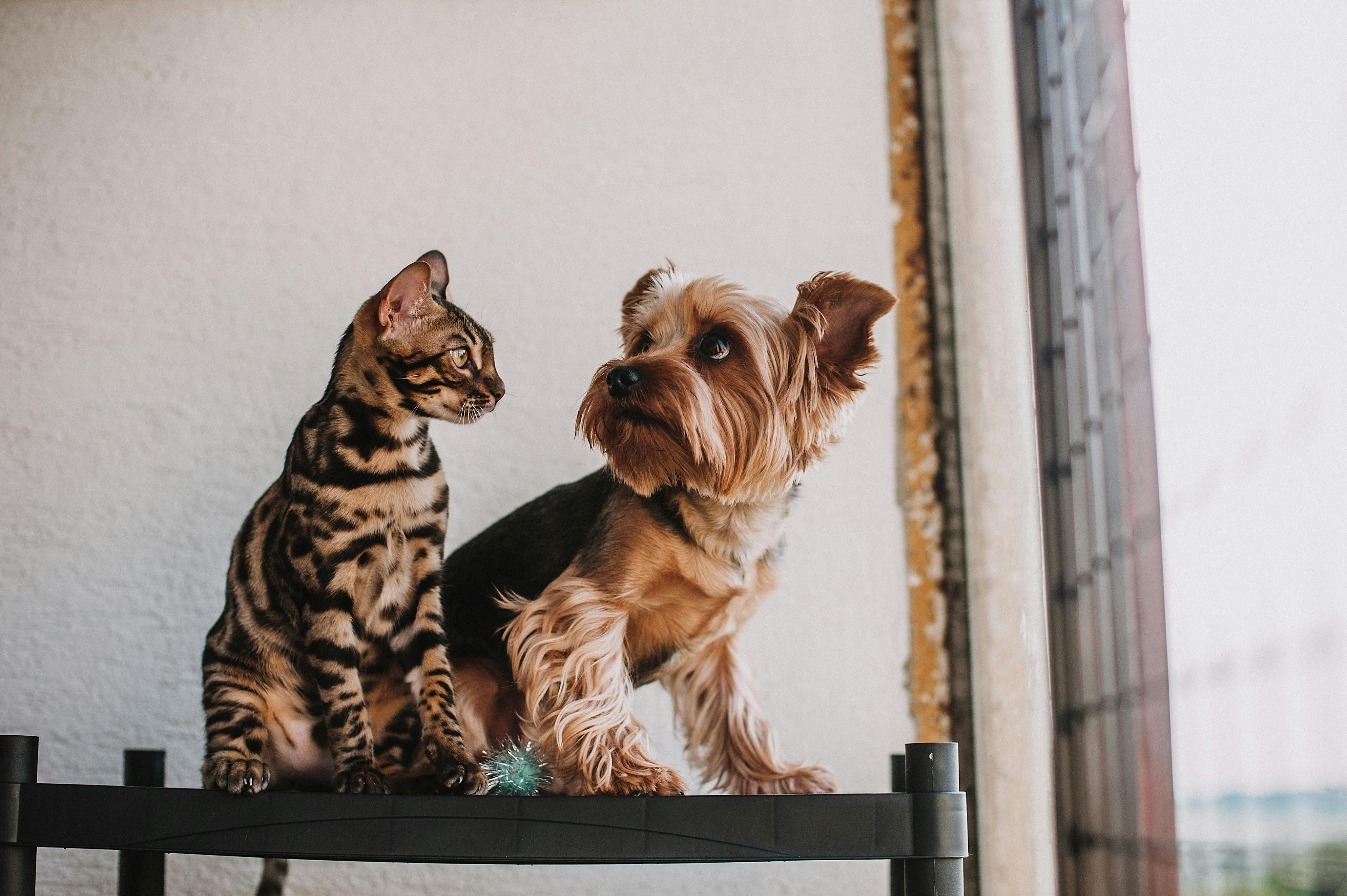 What happens to pets when an owner dies in Canada