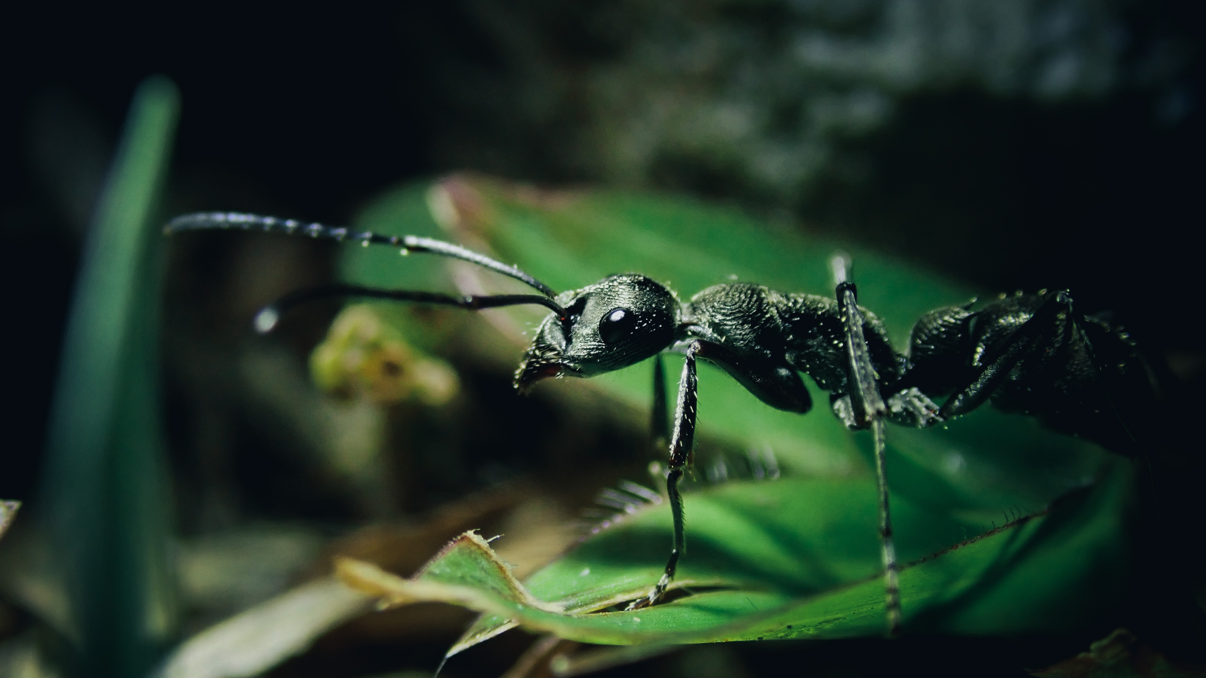 General Pest Control Services in Huntsville - Rogue Pest Solutions