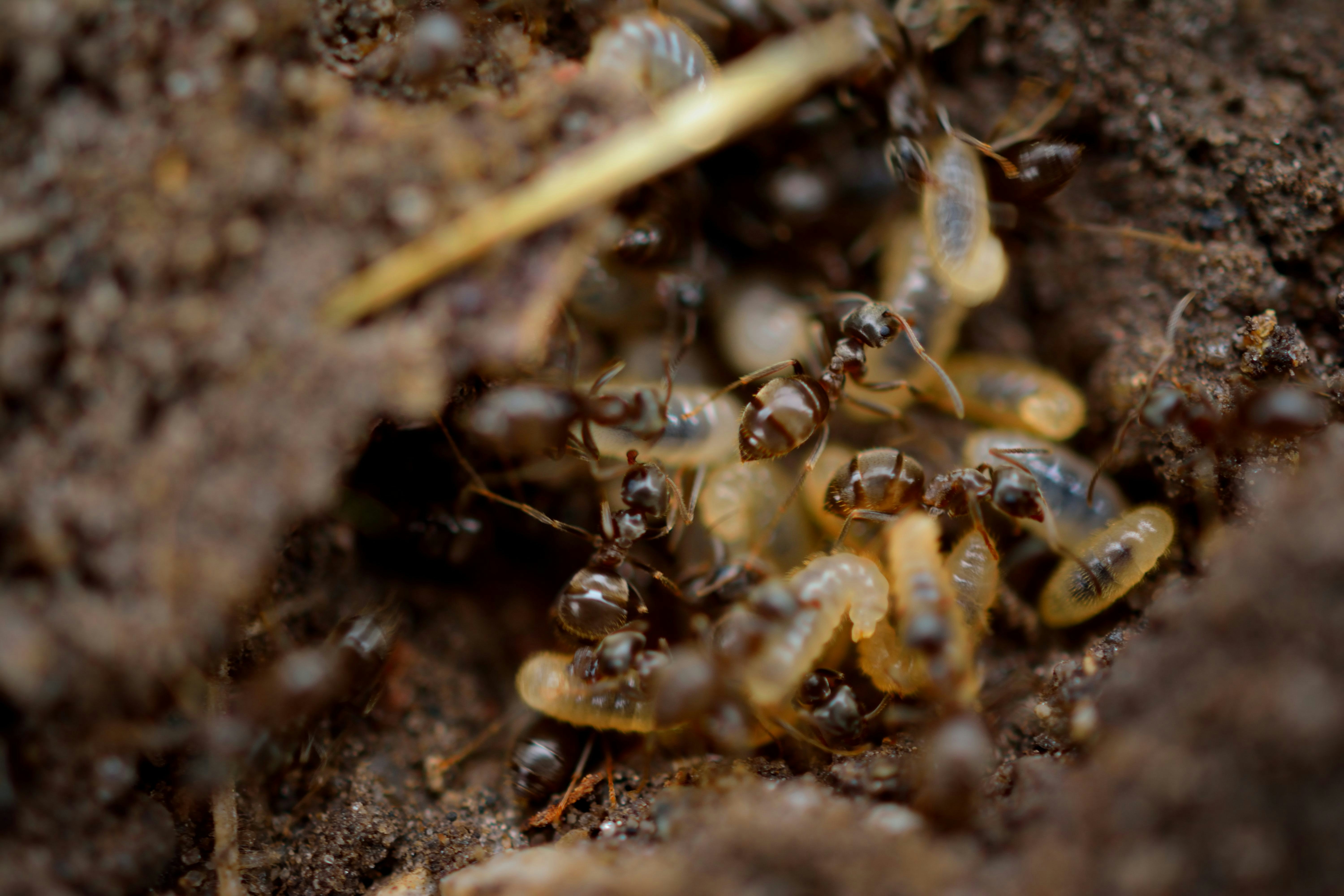 Professional Termite Control Services in Huntsville - Rogue Pest Solutions