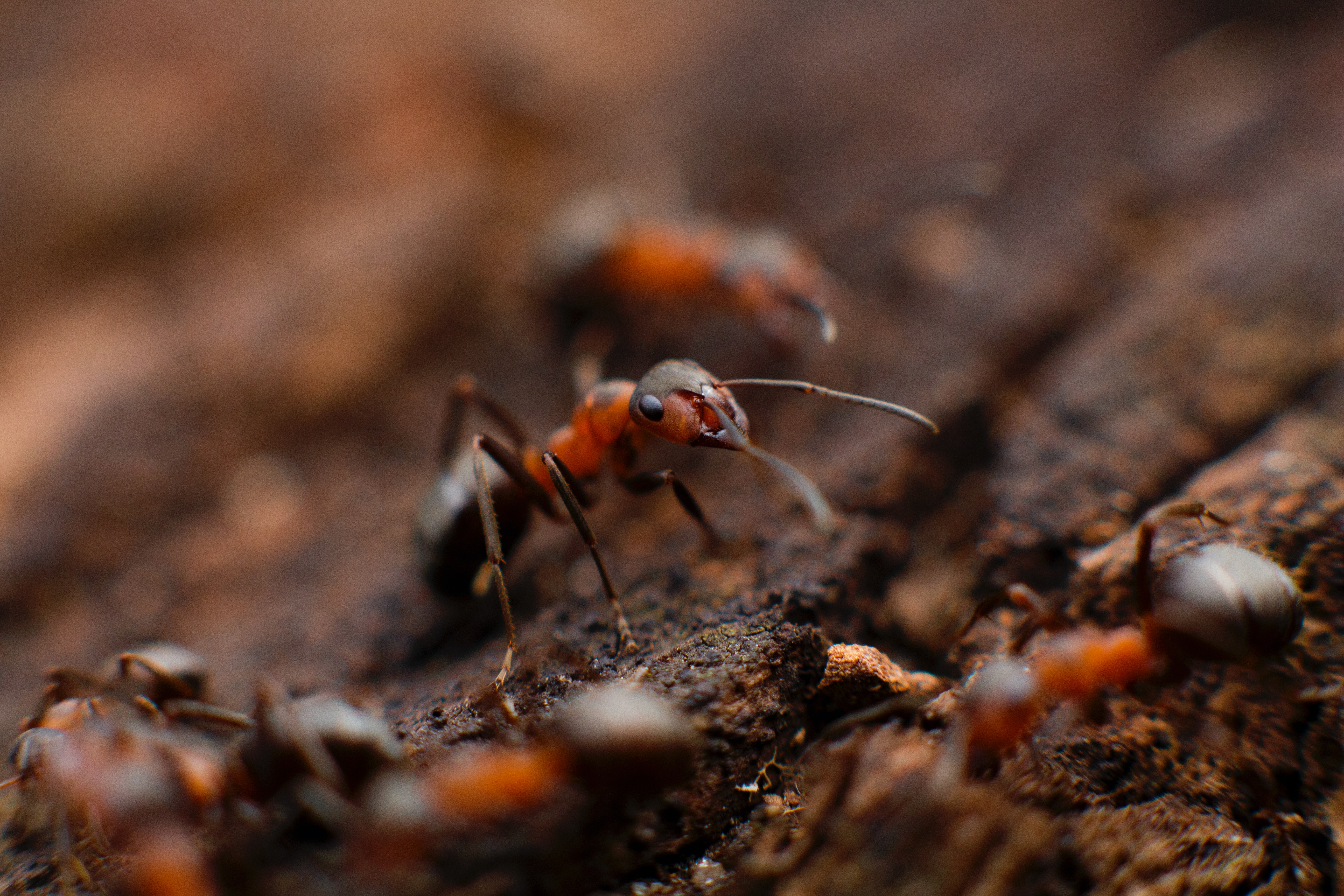 a group of ants, symbolizing the importance of pest control services offered by Rogue Pest Solutions