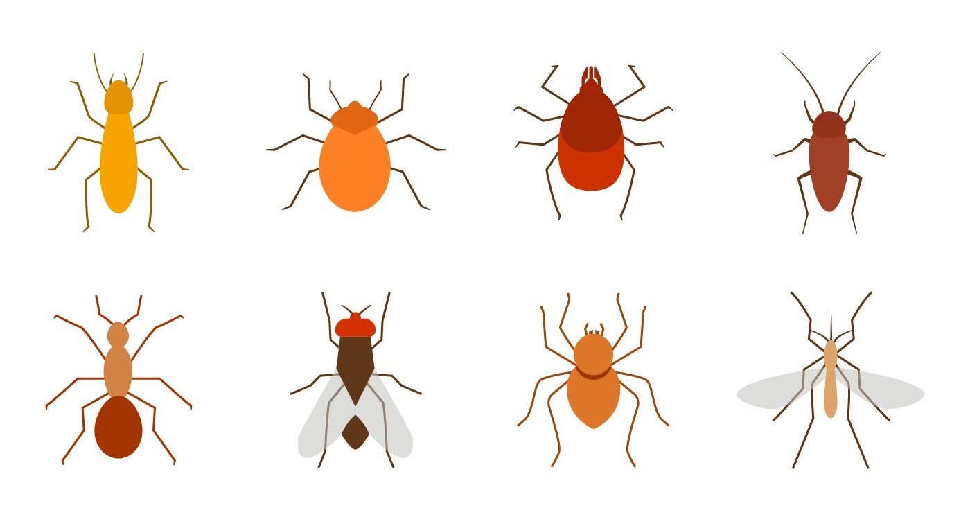 Variety of Common Pests in Huntsville Treated by Rogue Pest Solutions