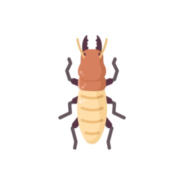 Termite Infestation Solution by Rogue Pest Solutions in Cullman 