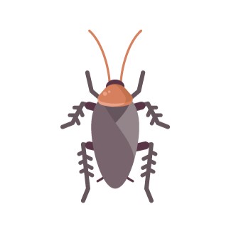 Cockroach - Common Pest in Cullman Treated by Rogue Pest Solutions