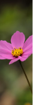 Cosmos, delicate daisy-like flowers with feathery foliage