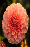 Dahlia with intricate, layered petals