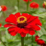 Zinnia with neat, circular layers of dense petals