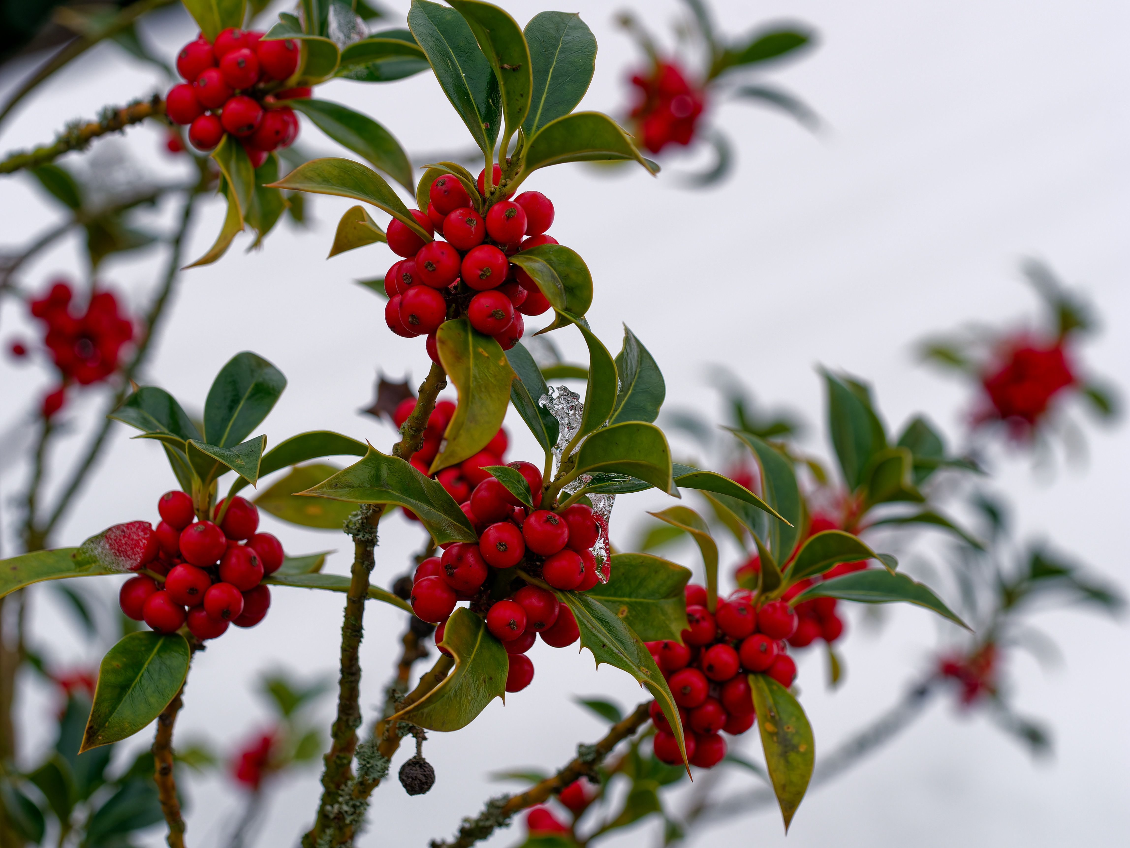 Holly with glossy dark leaves and bright red berries