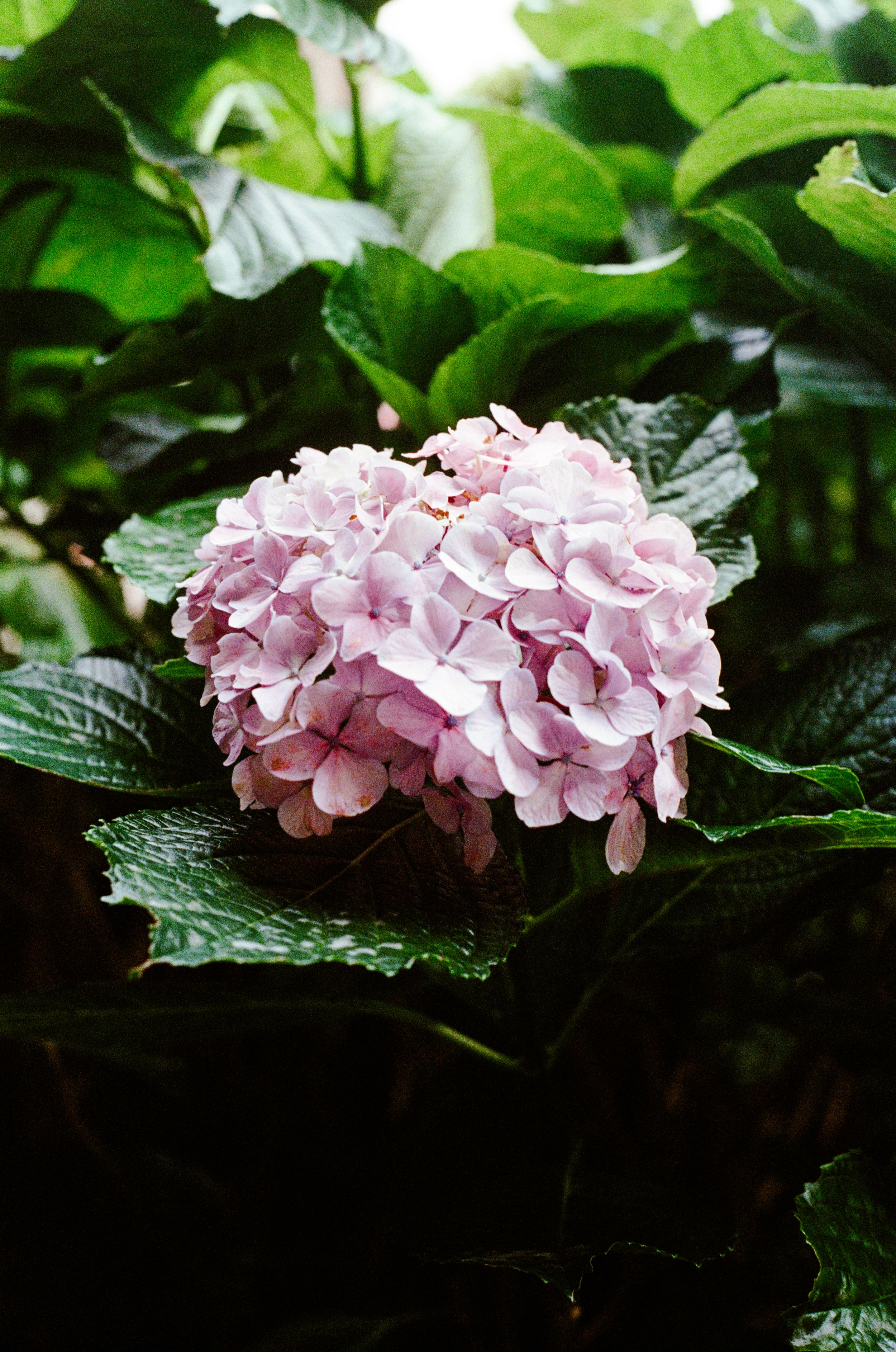 Hydrangea with large, papery flower heads