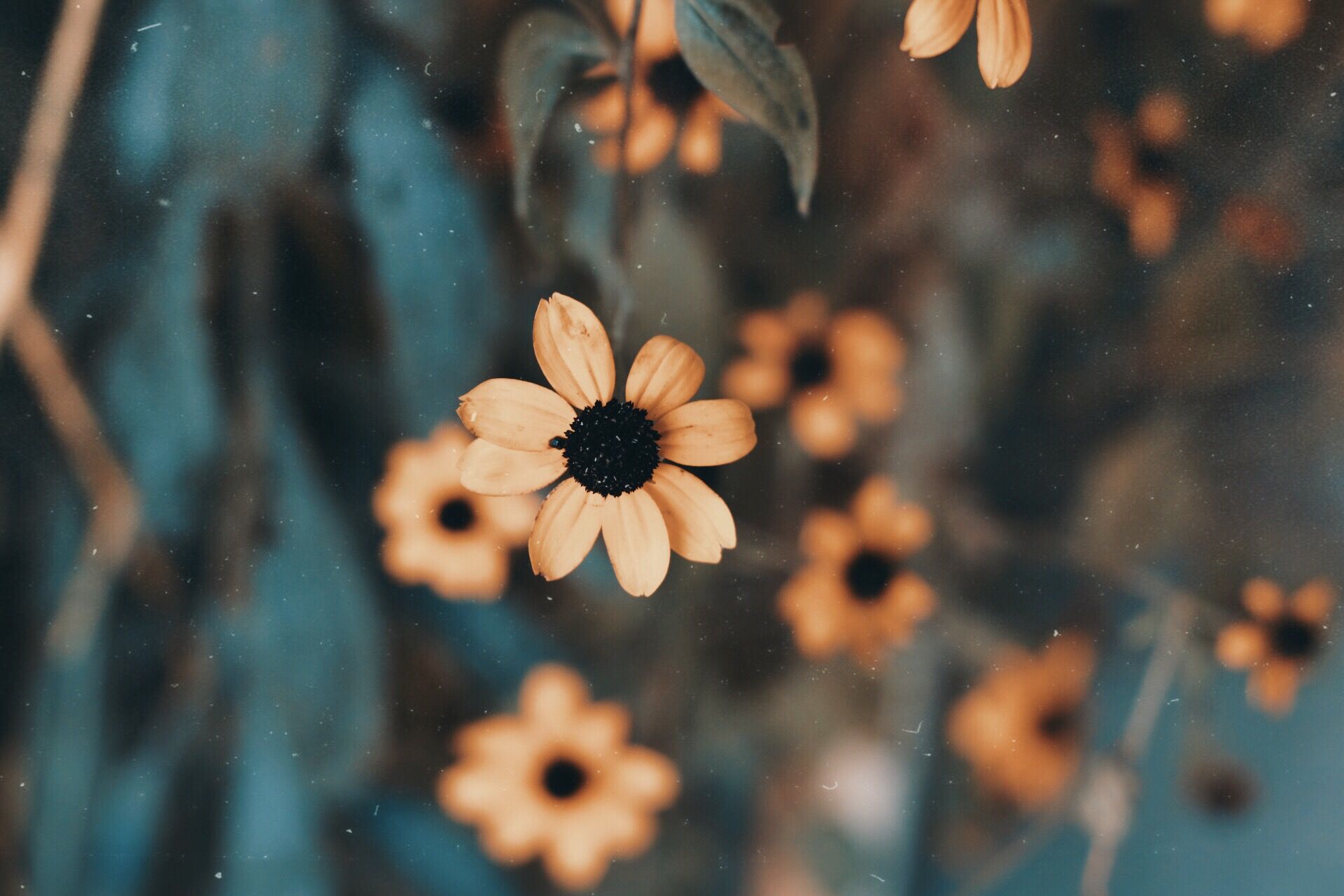 Rudbeckia, daisy-like flowers in amber and rust with a domed black centre