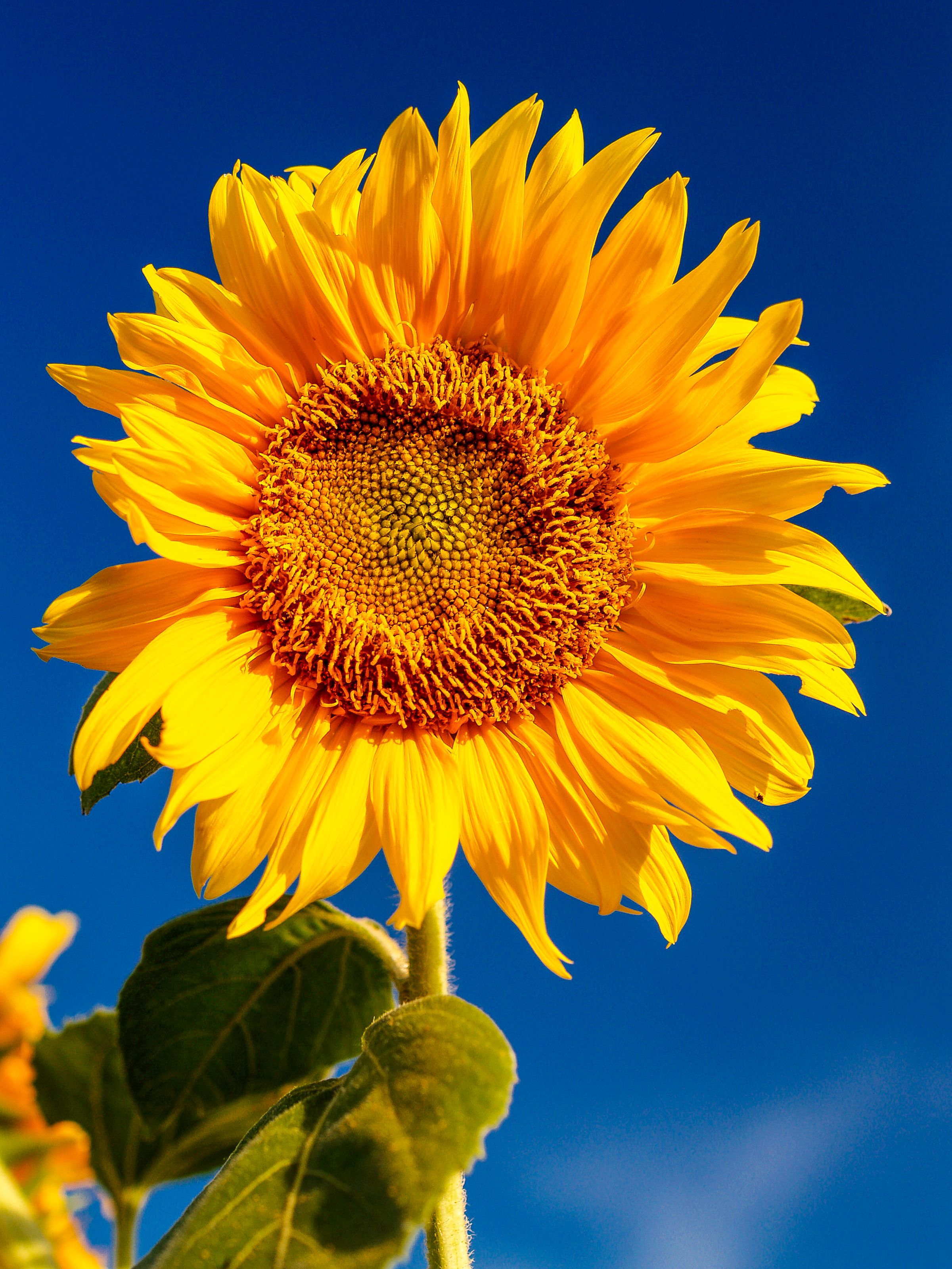 Sunflower with golden petals around a dark centre