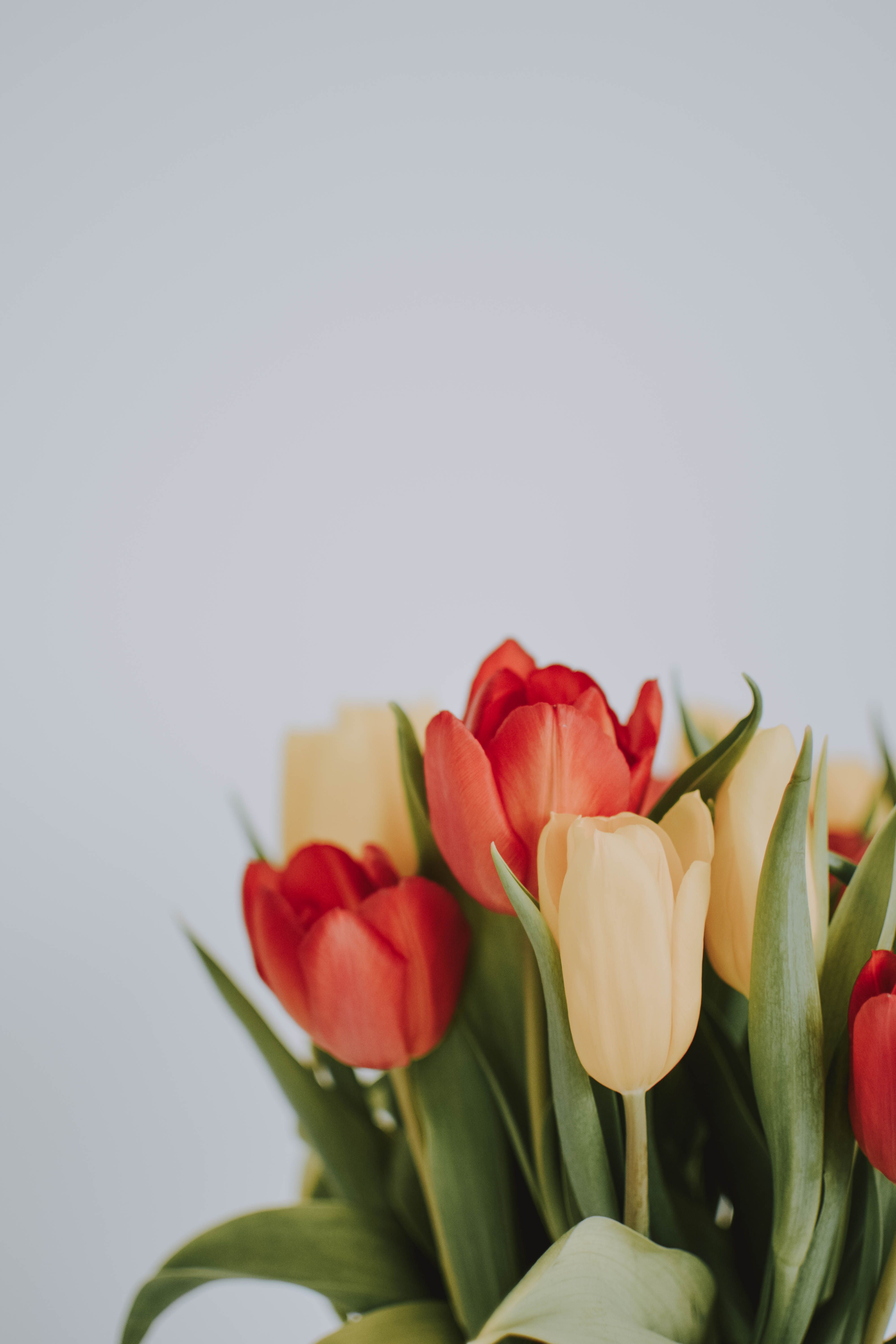 Tulips, clean-lined cups in bold single colours