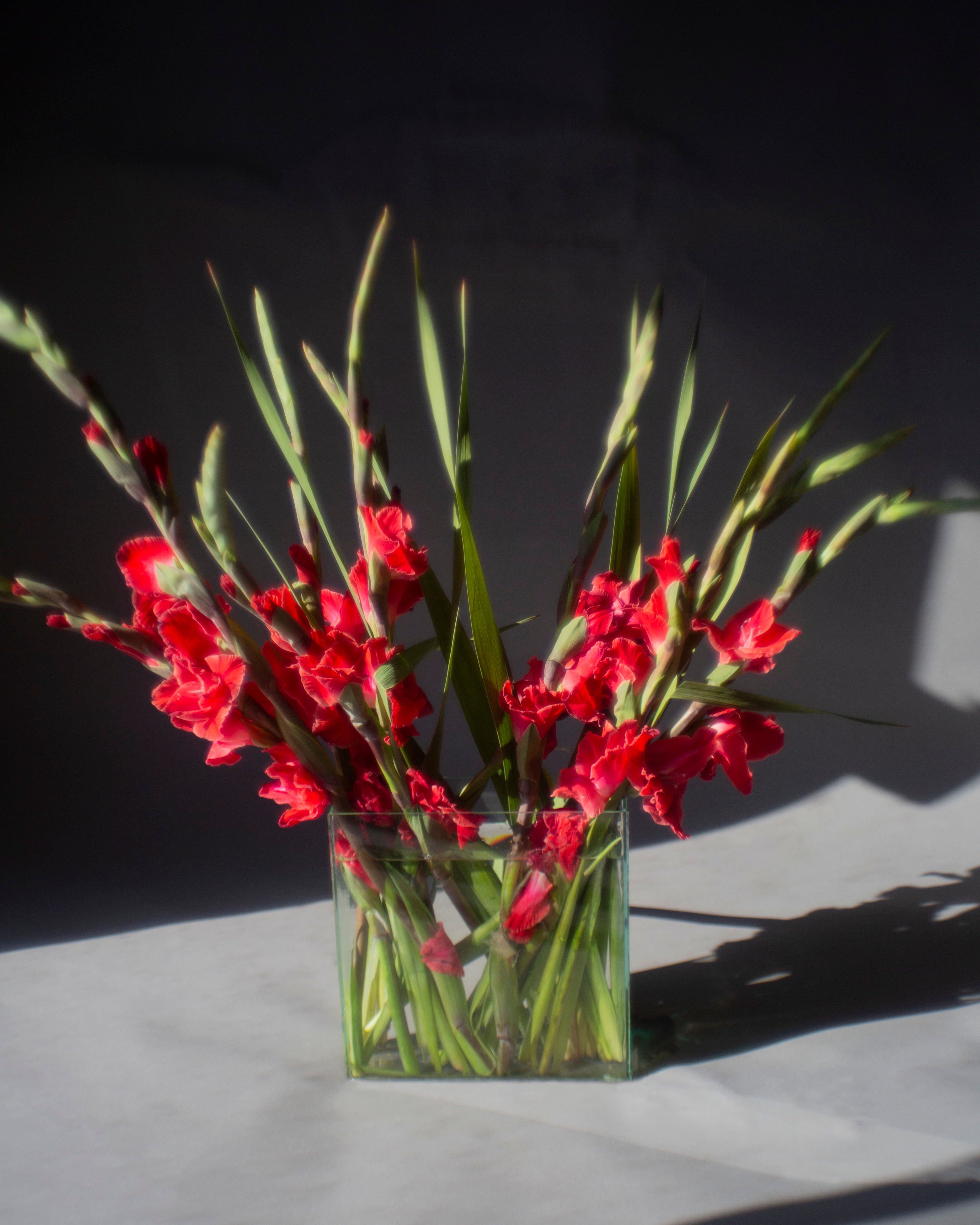 Gladioli, tall flower spikes with ruffled blooms