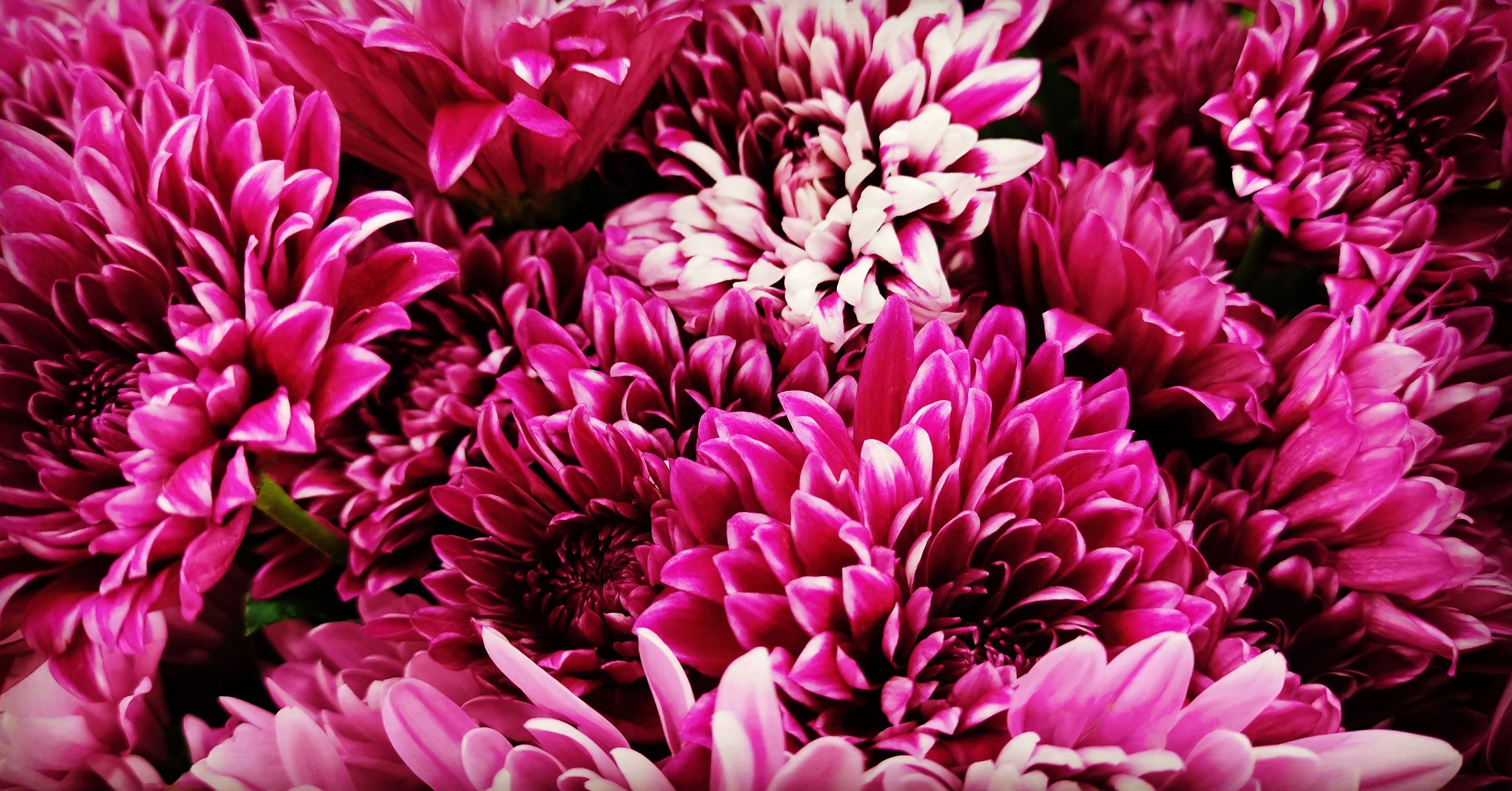 Chrysanthemum with dense, pompom-like blooms