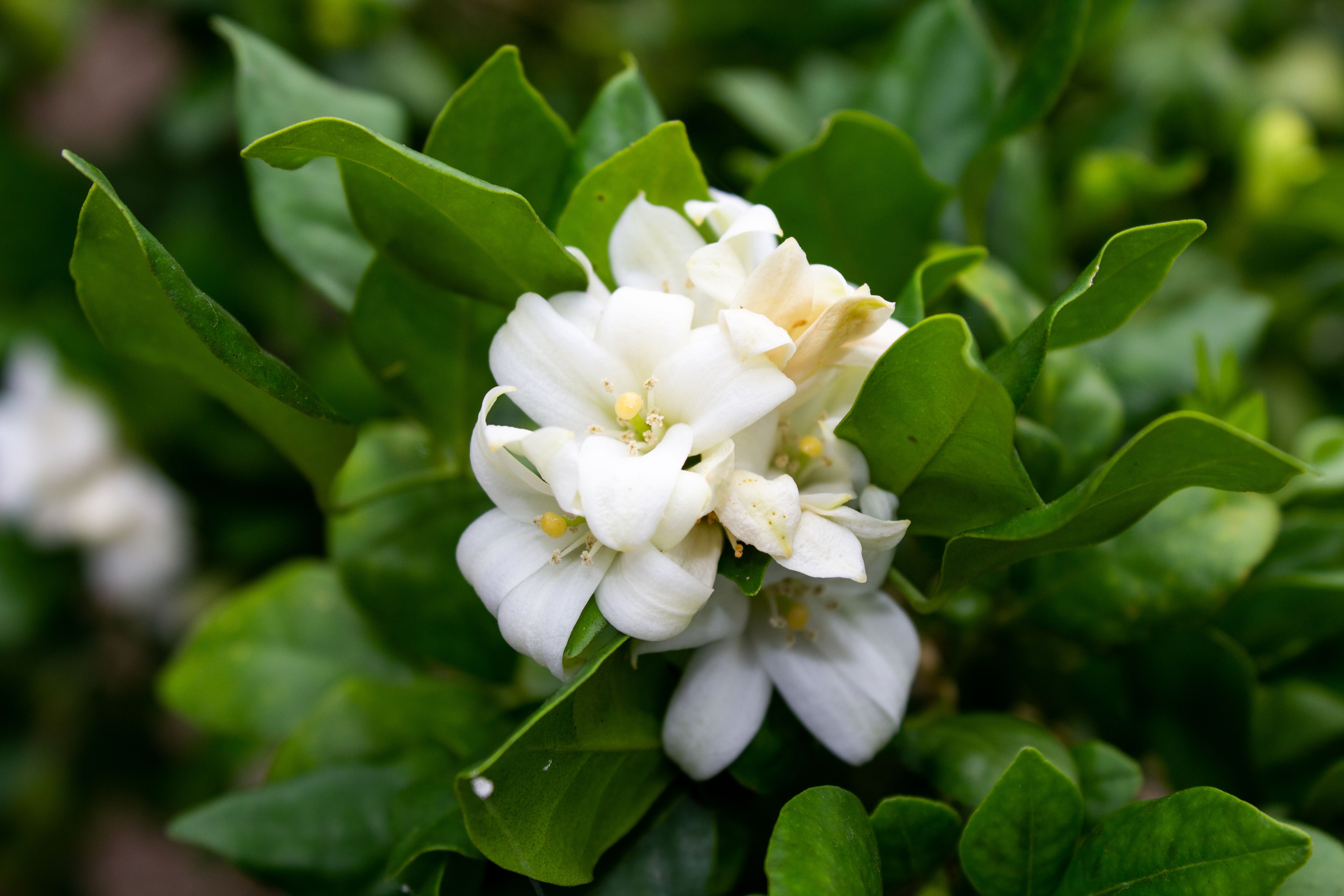 Winter jasmine, bright yellow star-shaped flowers on bare green stems