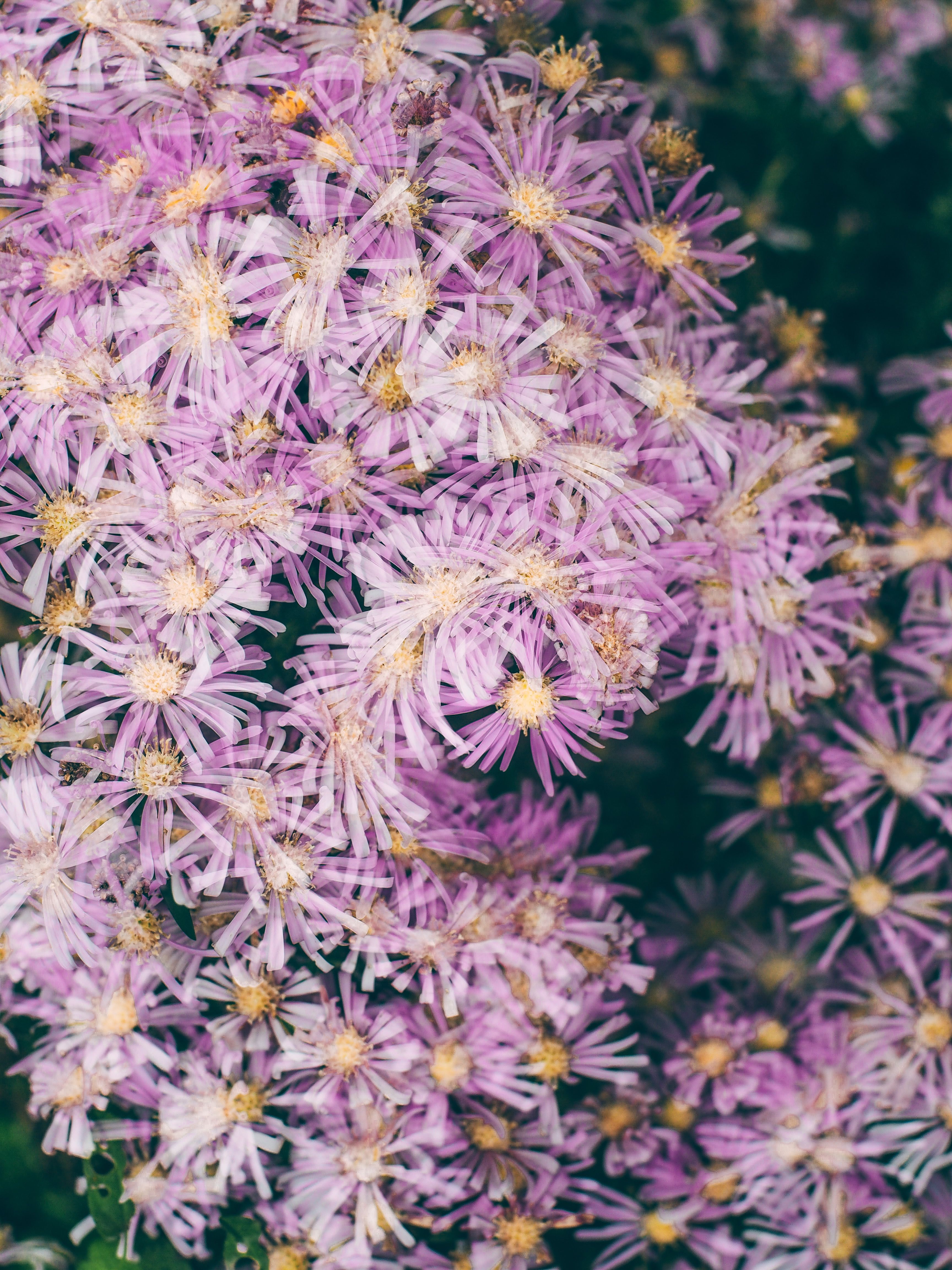 Aster, starry fine-petalled blooms in violet, pink and white