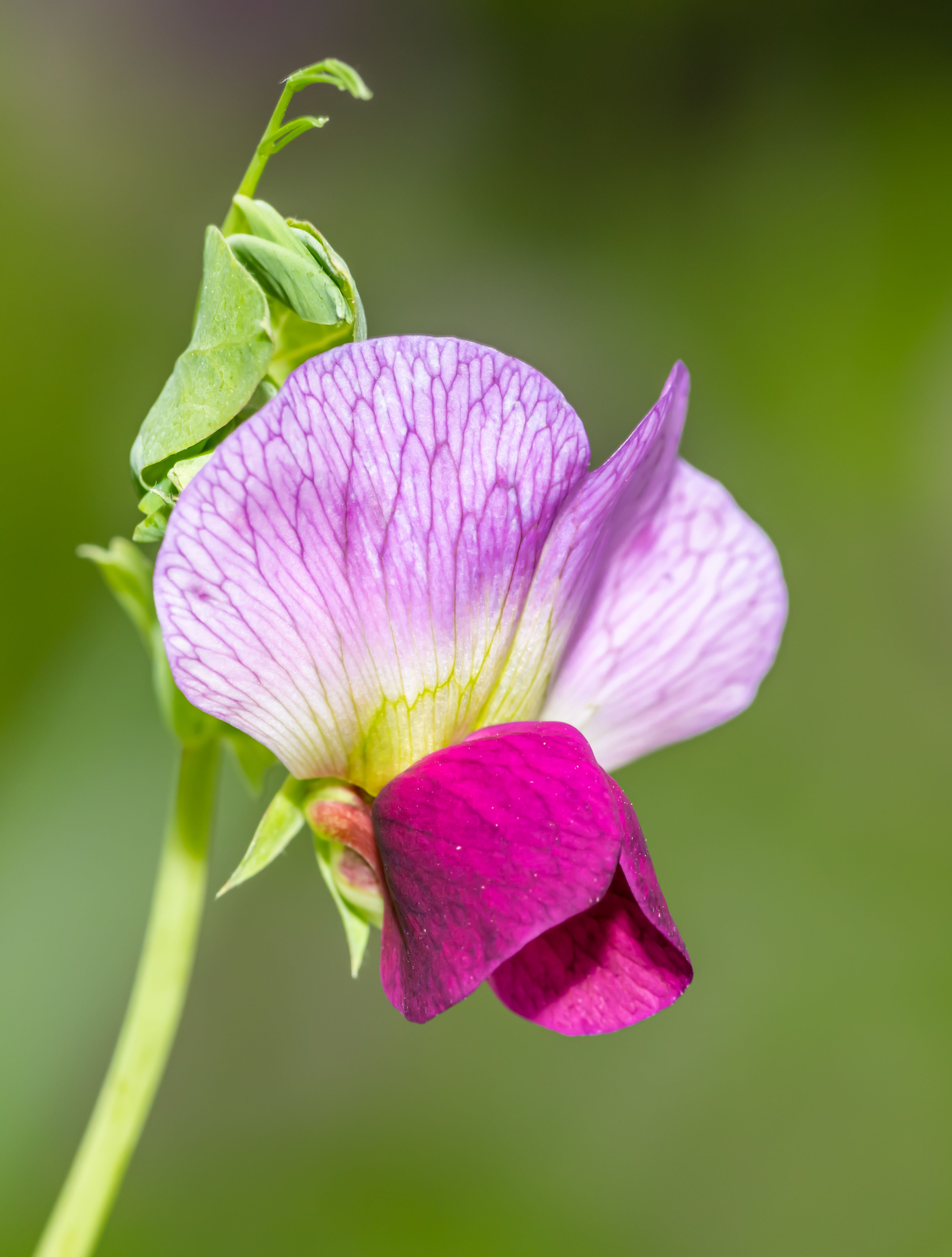 Sweet peas, ruffled butterfly-shaped blooms