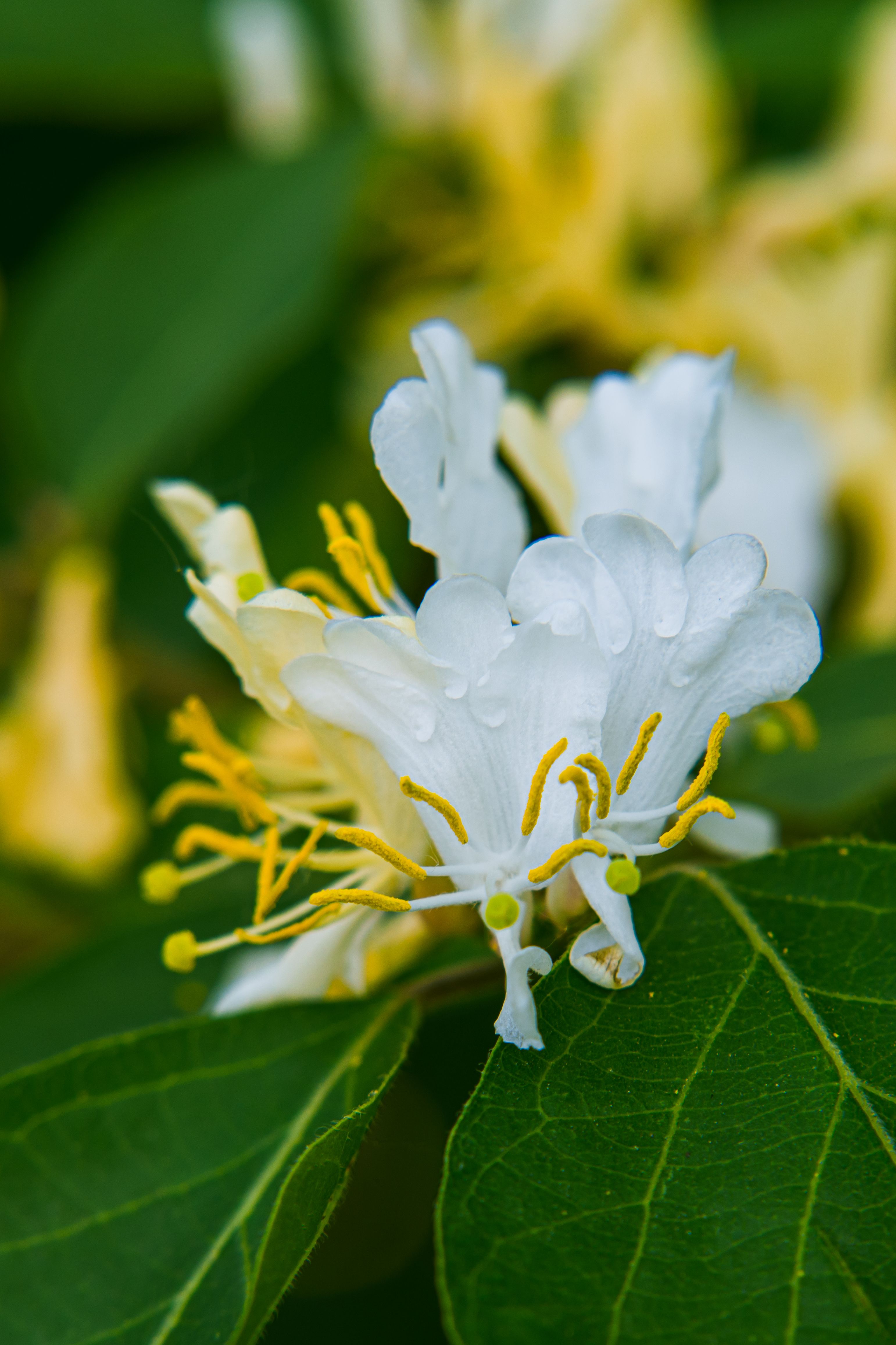 Winter honeysuckle, small cream flowers on bare winter stems