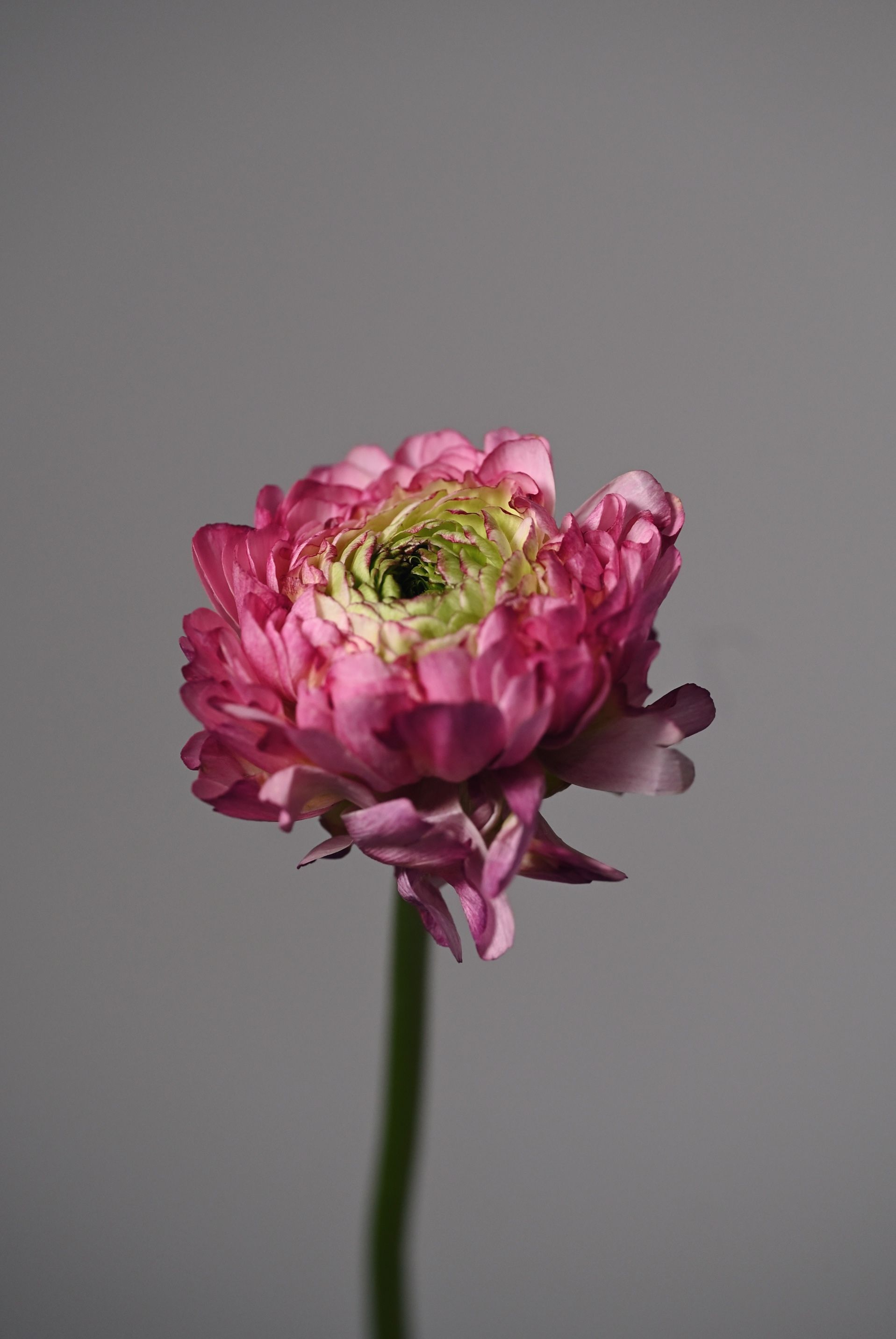 Ranunculus with densely layered, rose-like petals
