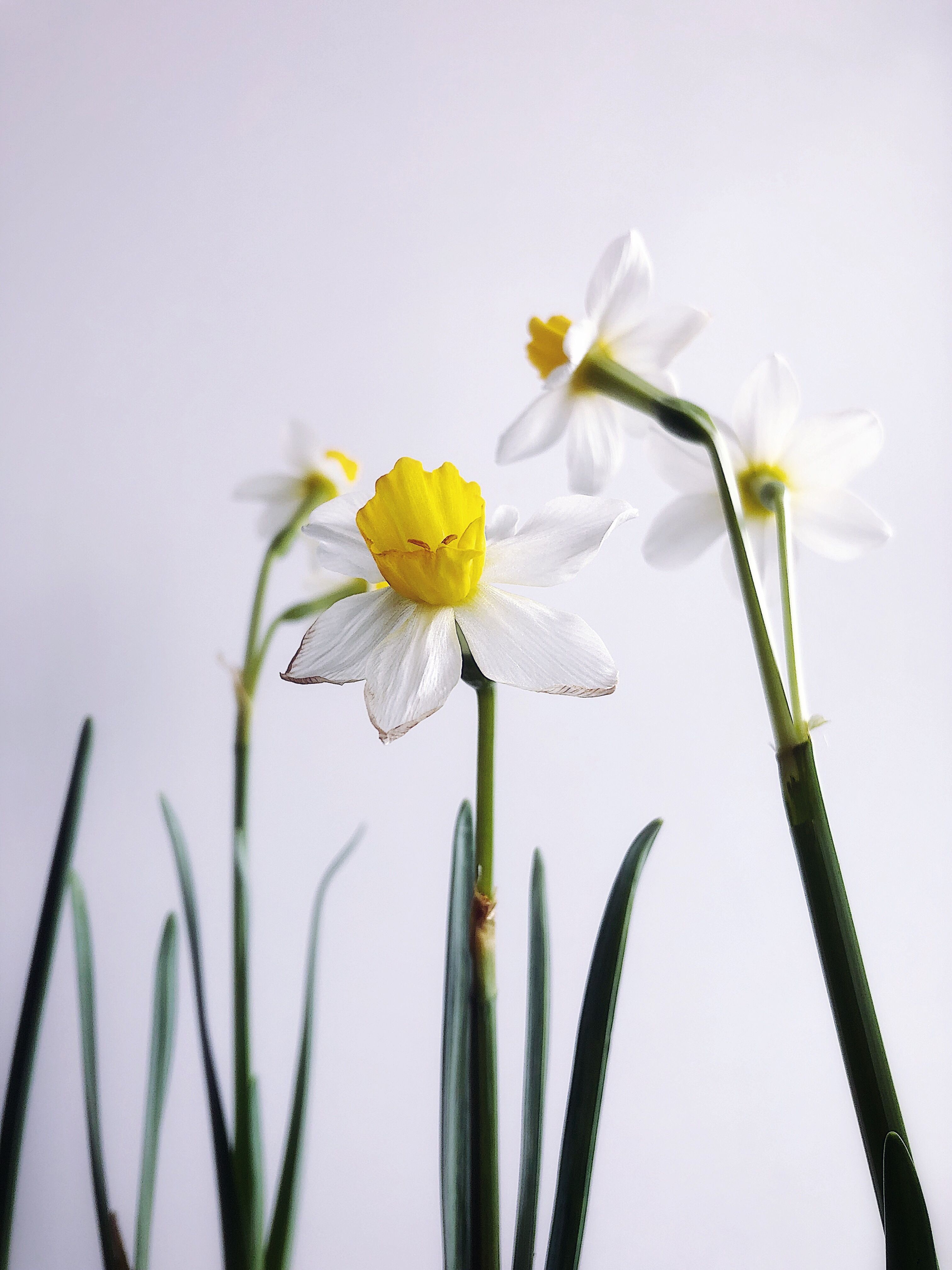 Daffodils, gold and cream trumpet blooms