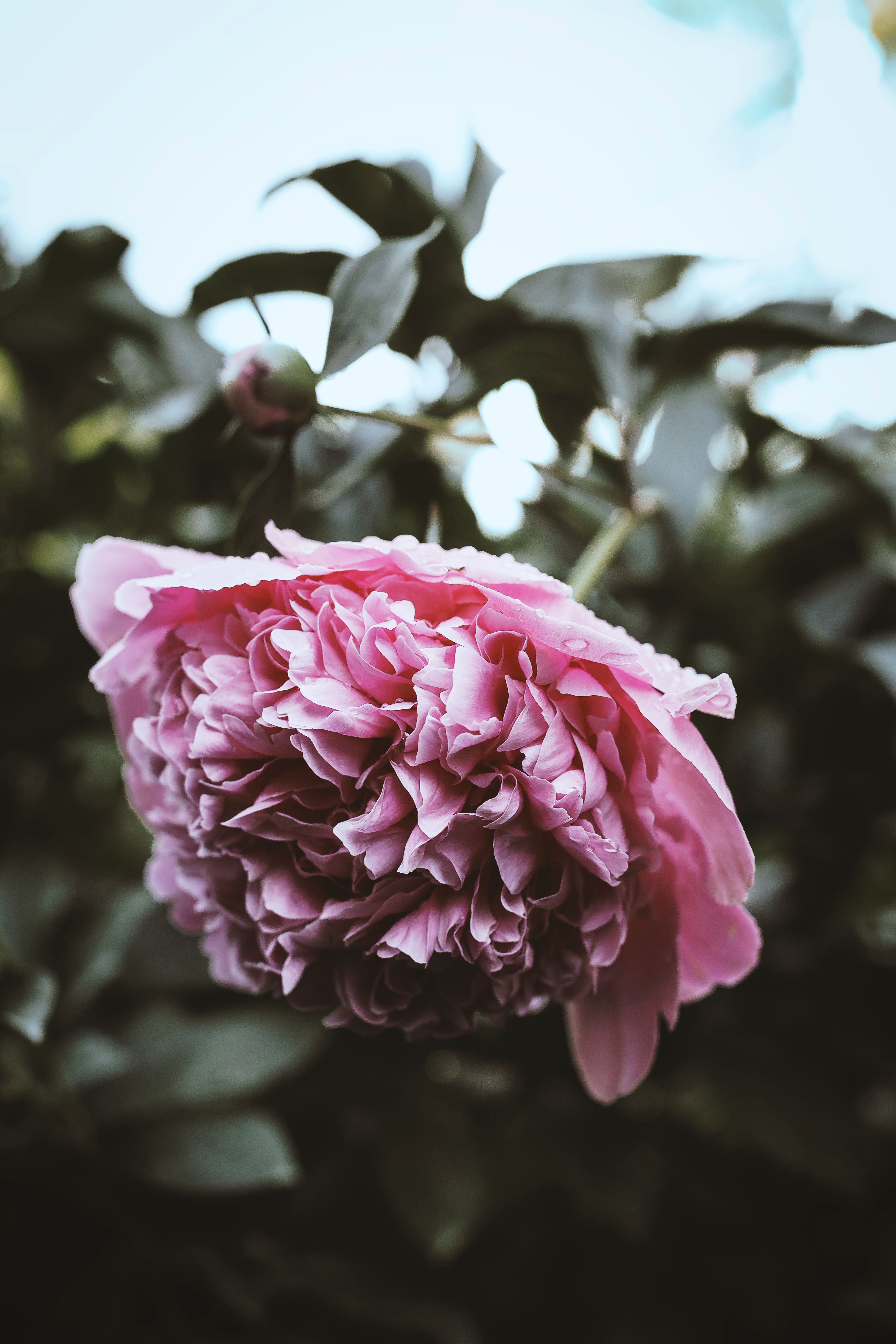 Peony with full, blowsy blooms