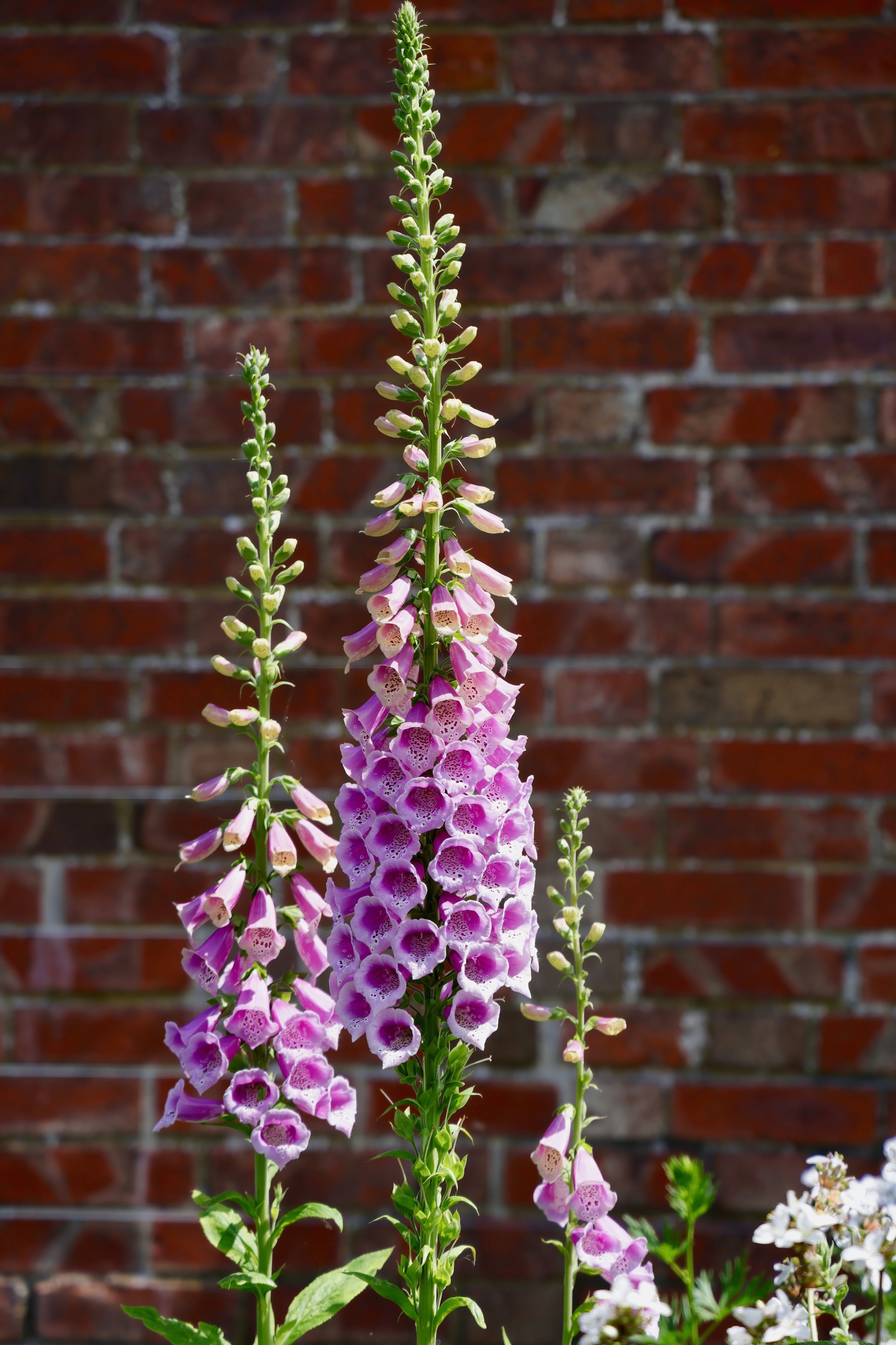 Foxglove, tall spires of speckled, bell-shaped blooms