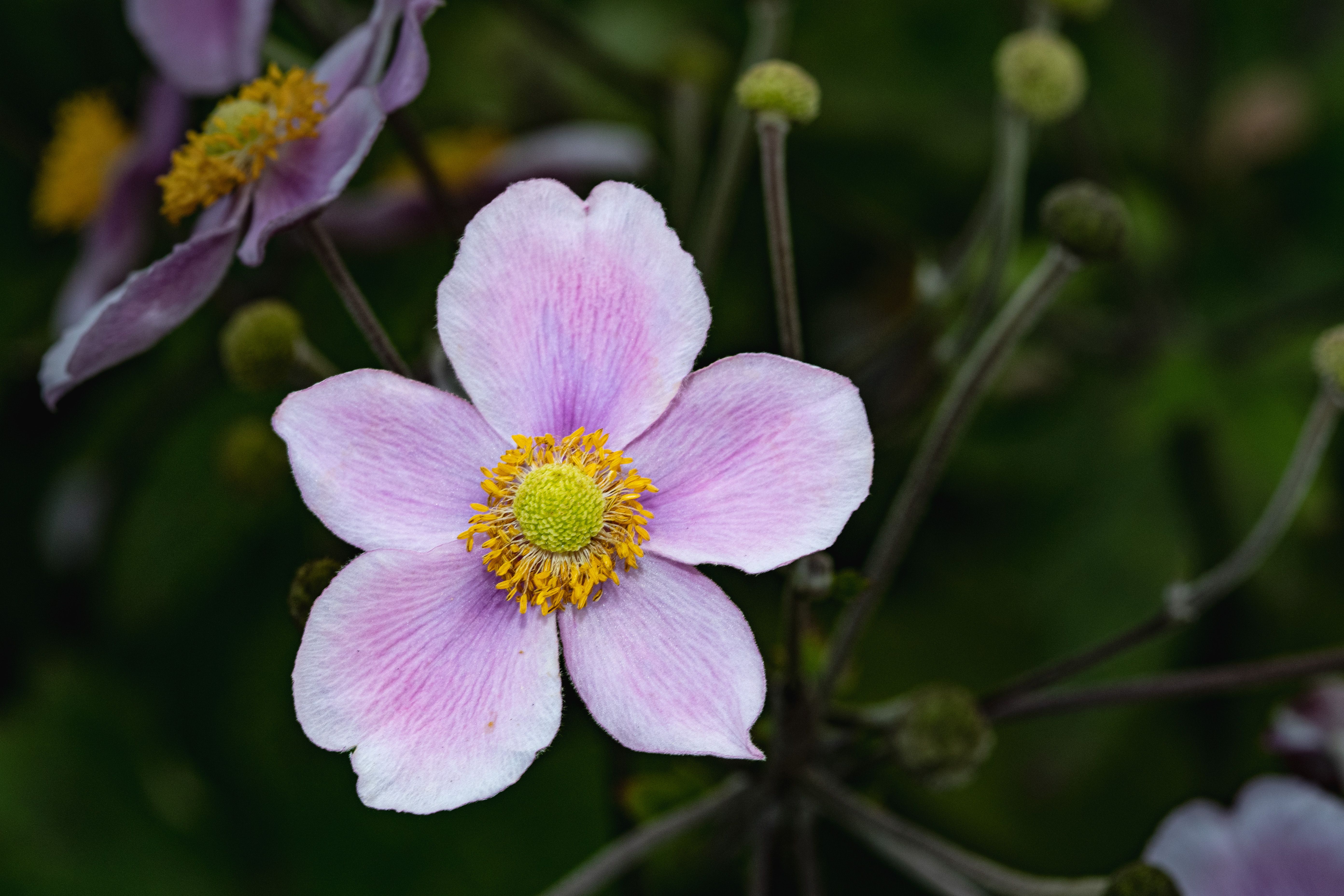 Anemone, poppy-like blooms with dark centres on slender stems