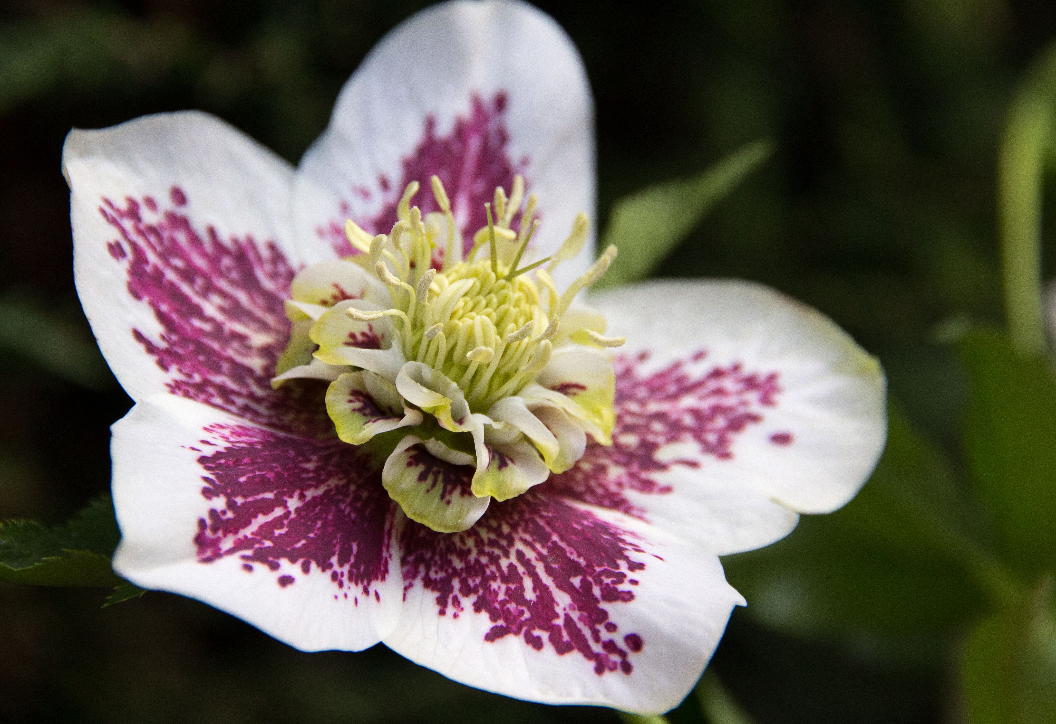 Hellebore, cupped waxy blooms in deep plum and soft green