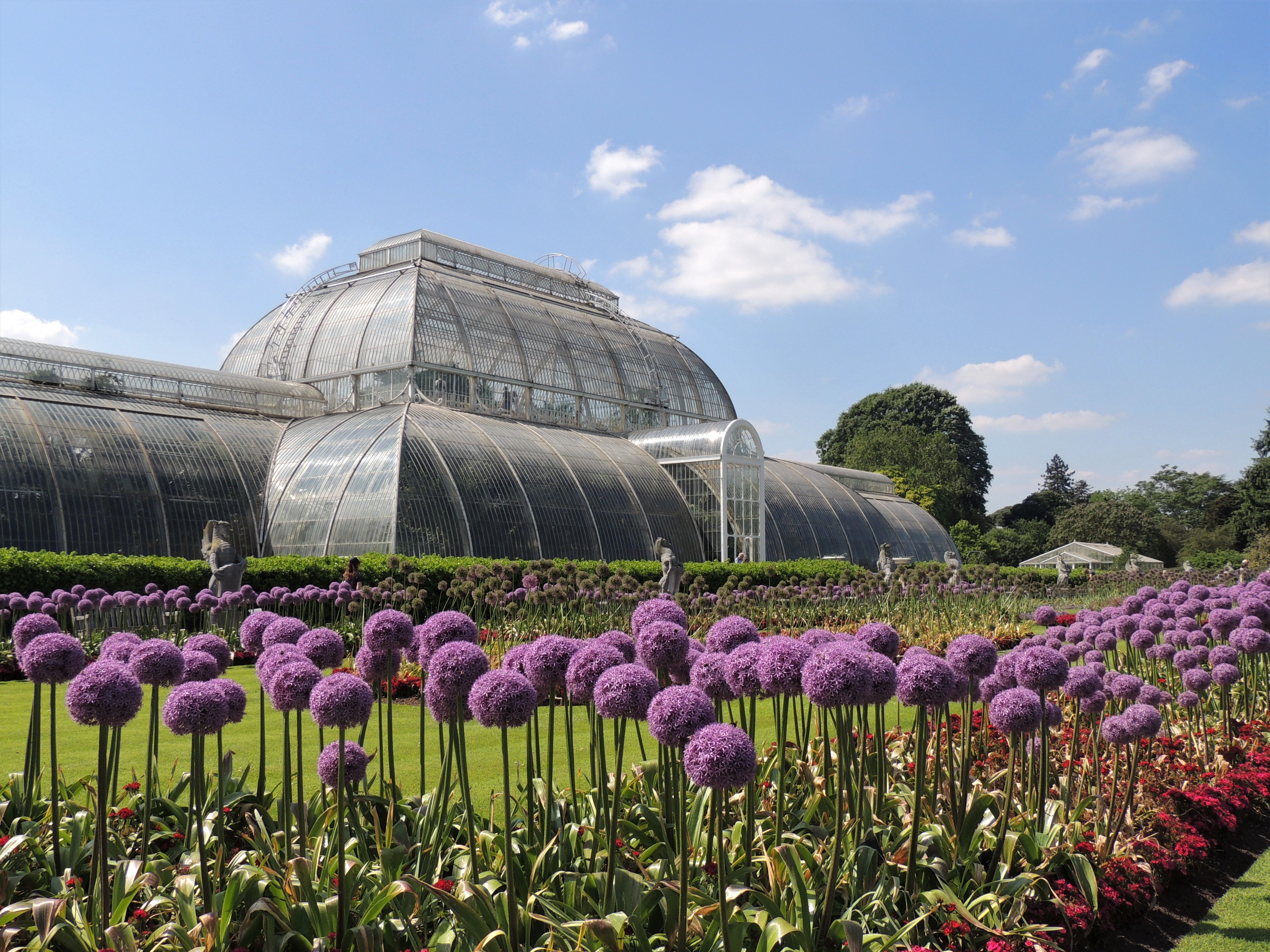 Allium, tall spheres made of hundreds of tiny star-shaped florets