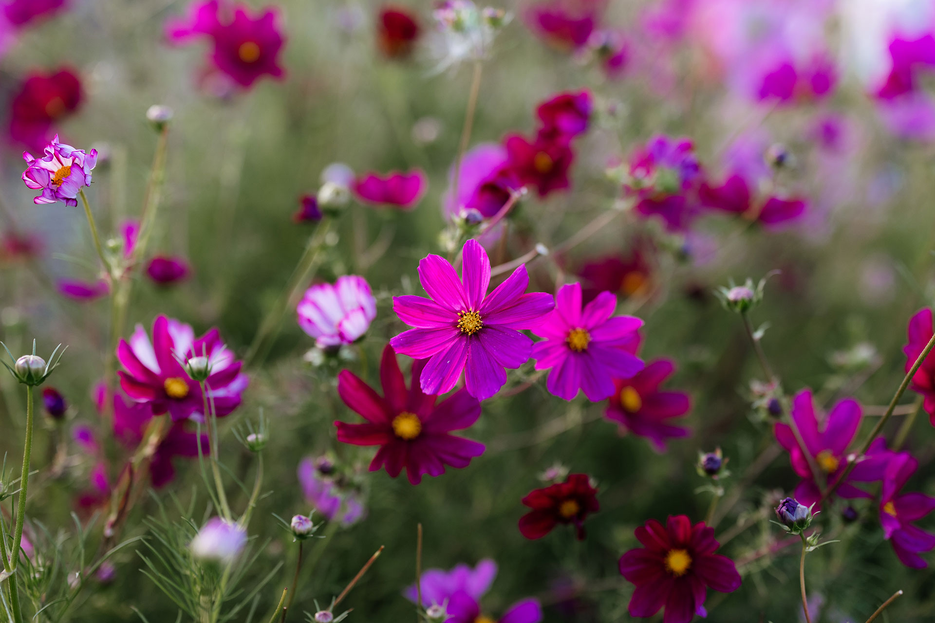 Pink and magenta cosmos in flower in the cutting field