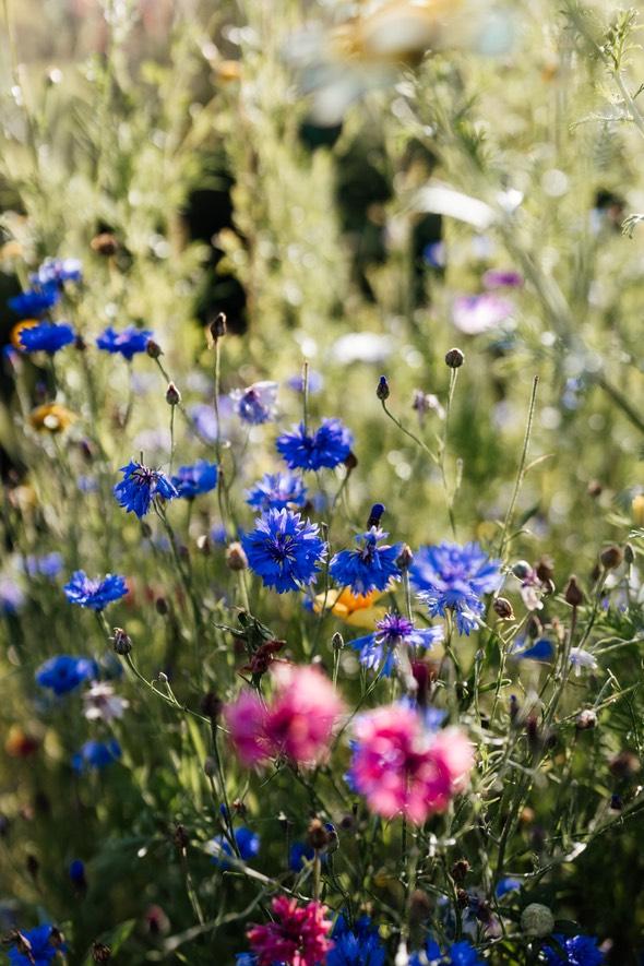 Cornflowers and cosmos growing together in the cutting field