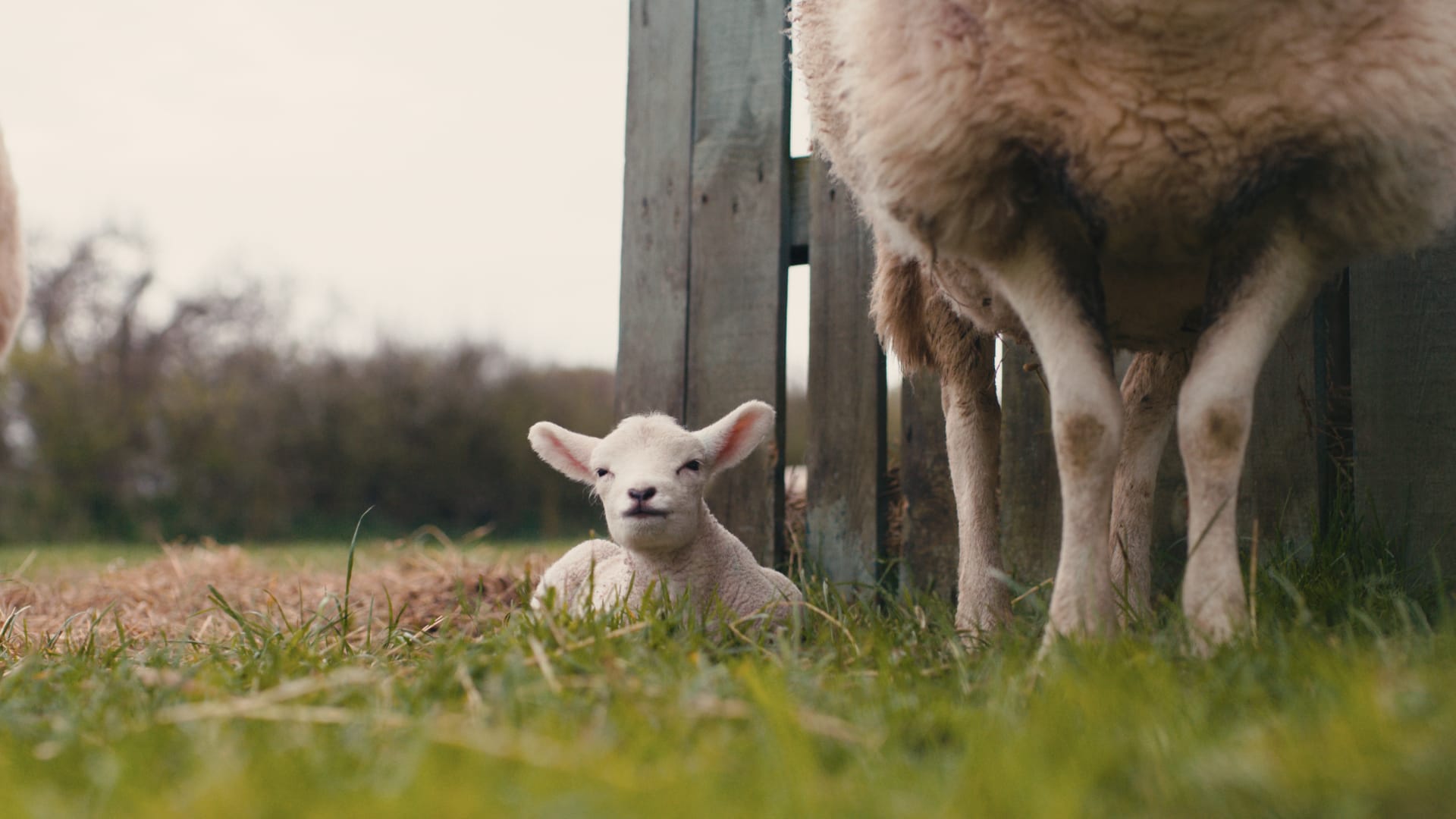 A lamb lying in the grass beside a ewe at the fence line