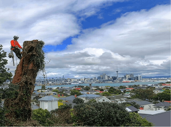 Tree Pruning and Trimming