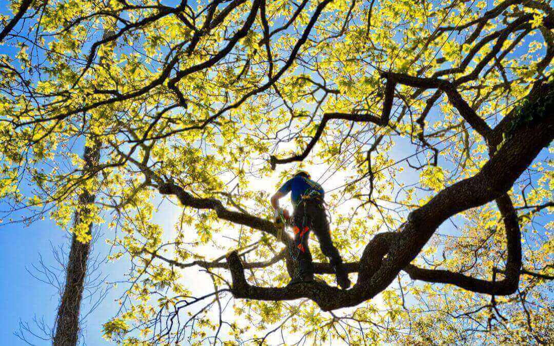 The Importance of Hiring a Certified Arborist in Auckland