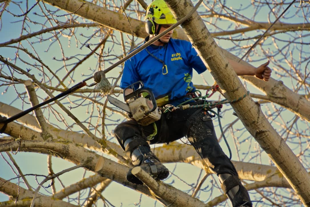Tree Trimming