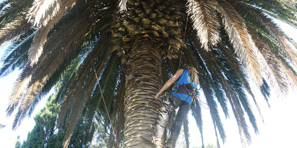 Palm Tree Services