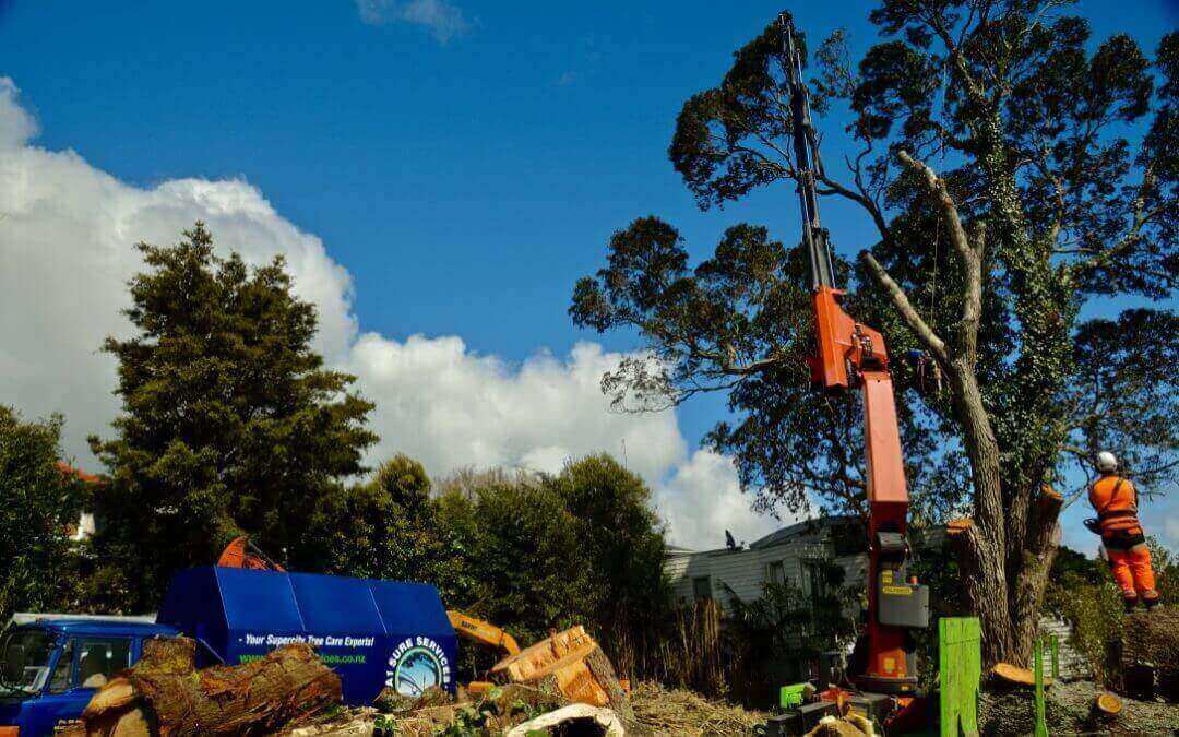 How A1 Sure Services Can Provide High-Quality Land Clearing