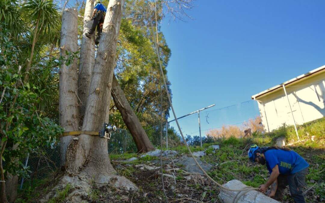 A1 Sure Services Tree Removal Calculator