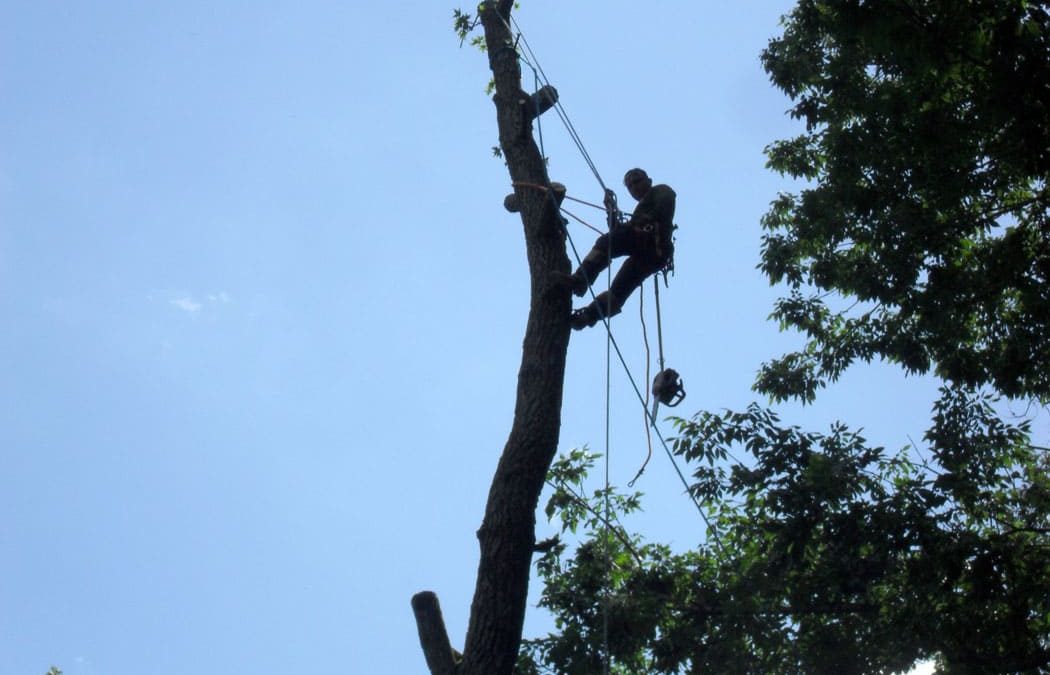 How Does A1 Sure Services Carry Out Tree Removal in Auckland