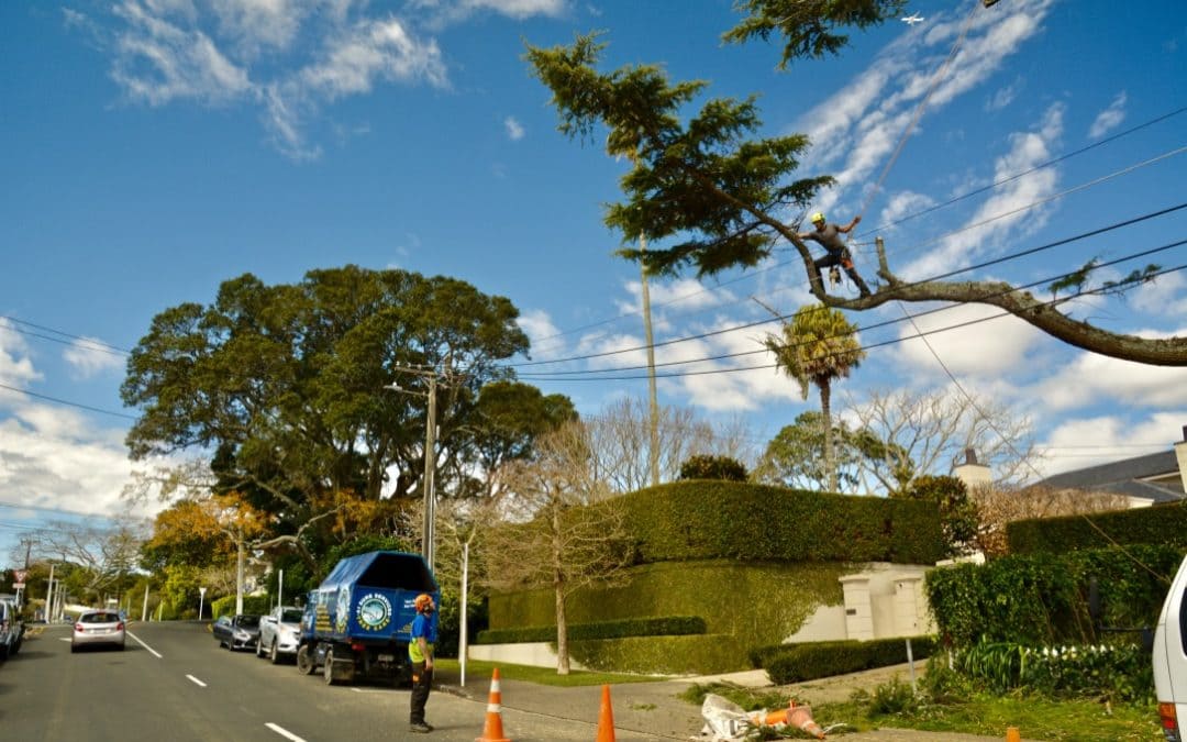 Why Tree Removal Is Essential When Owning Land