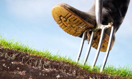 Tree Trimming and Gardening Tips for Summer