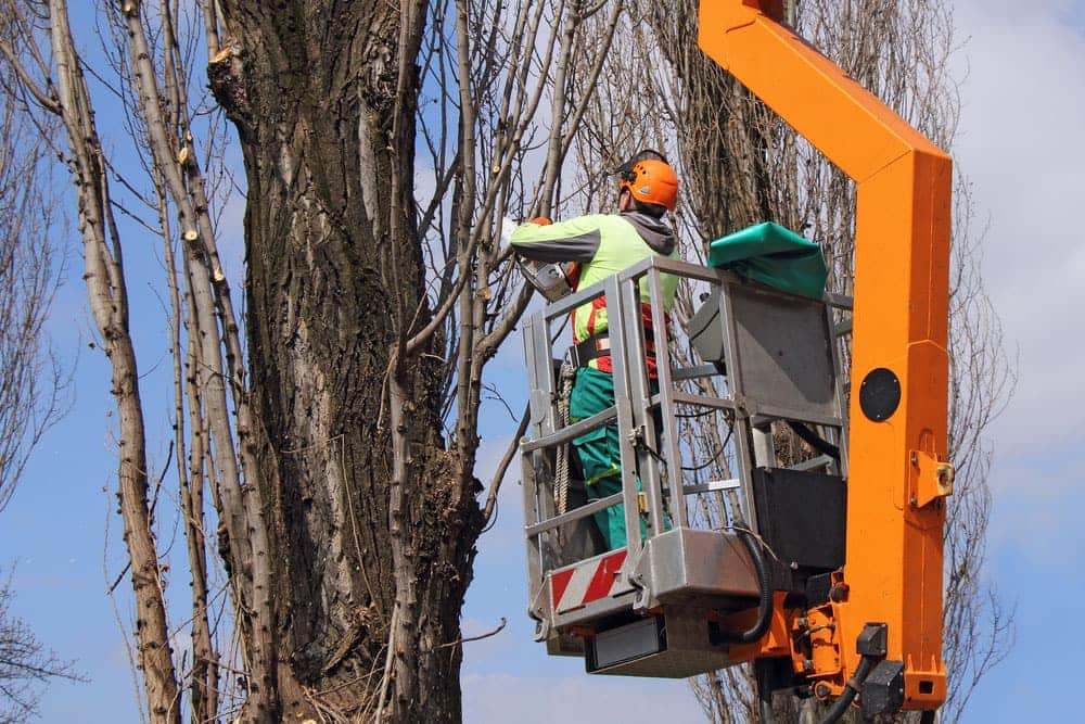 Is My Tree Dead? Is Tree Removal Required?