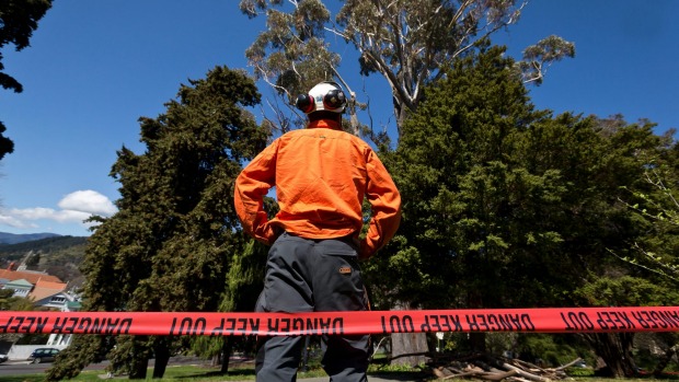 Find Out Which of Auckland’s Trees Are Protected