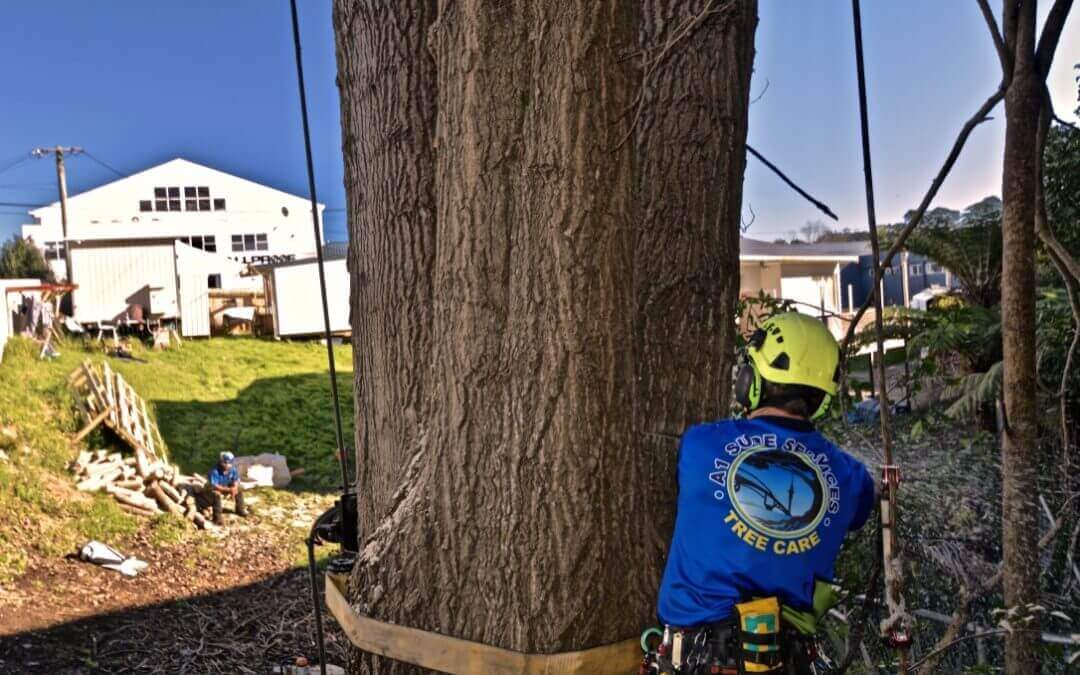 4 Ways An Arborist Can Care For Your Trees